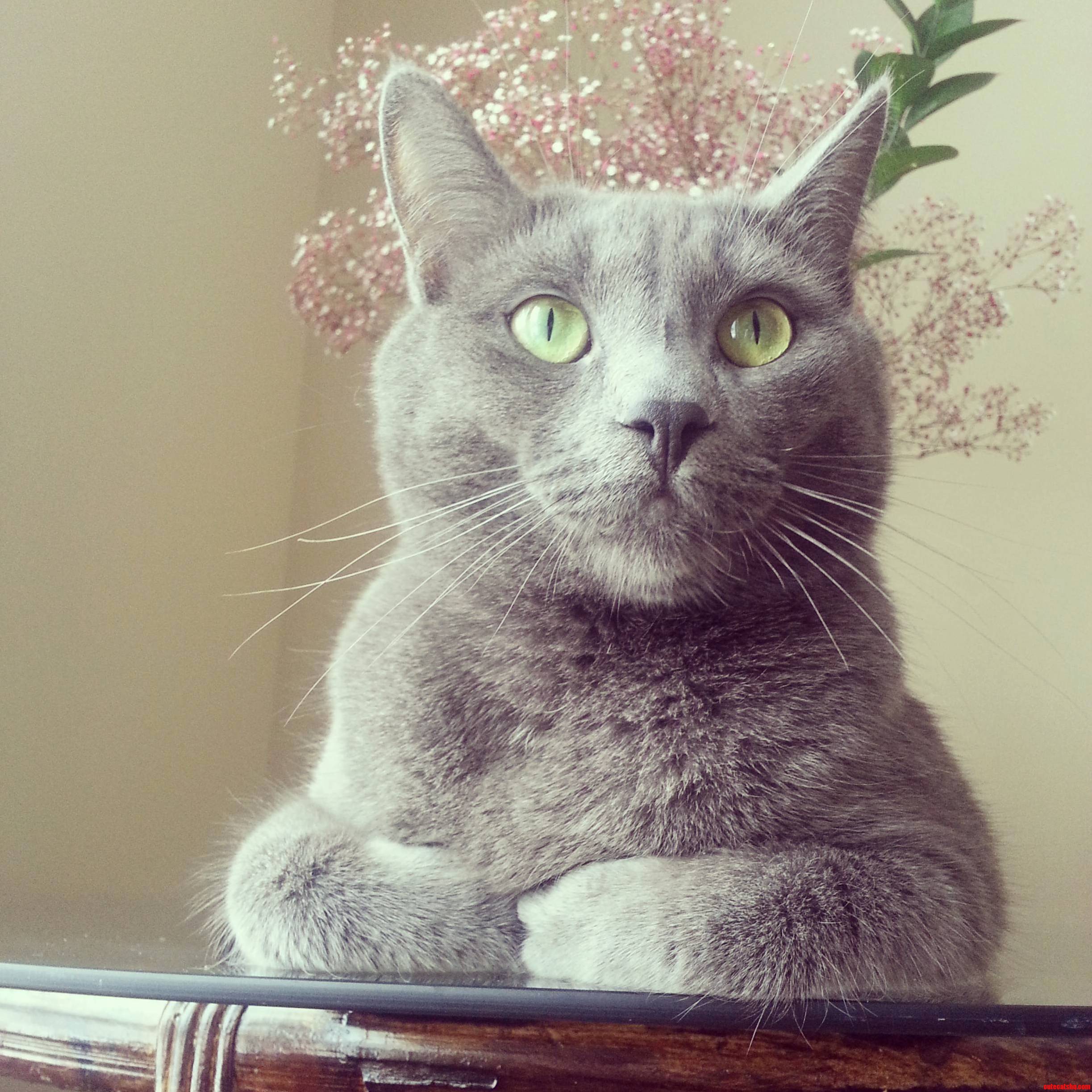 This Is Waffles. Yes He Is Perfect.