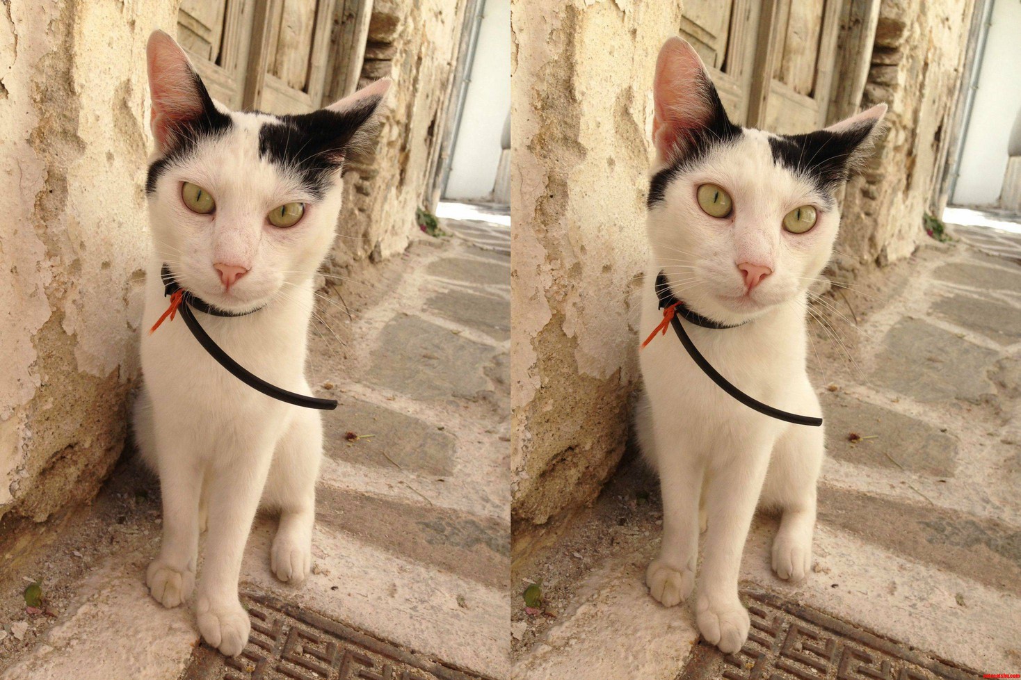 This Little Guy Hung Out and Played with My Keys at a Cafe for Ages So Hes My Favourite.