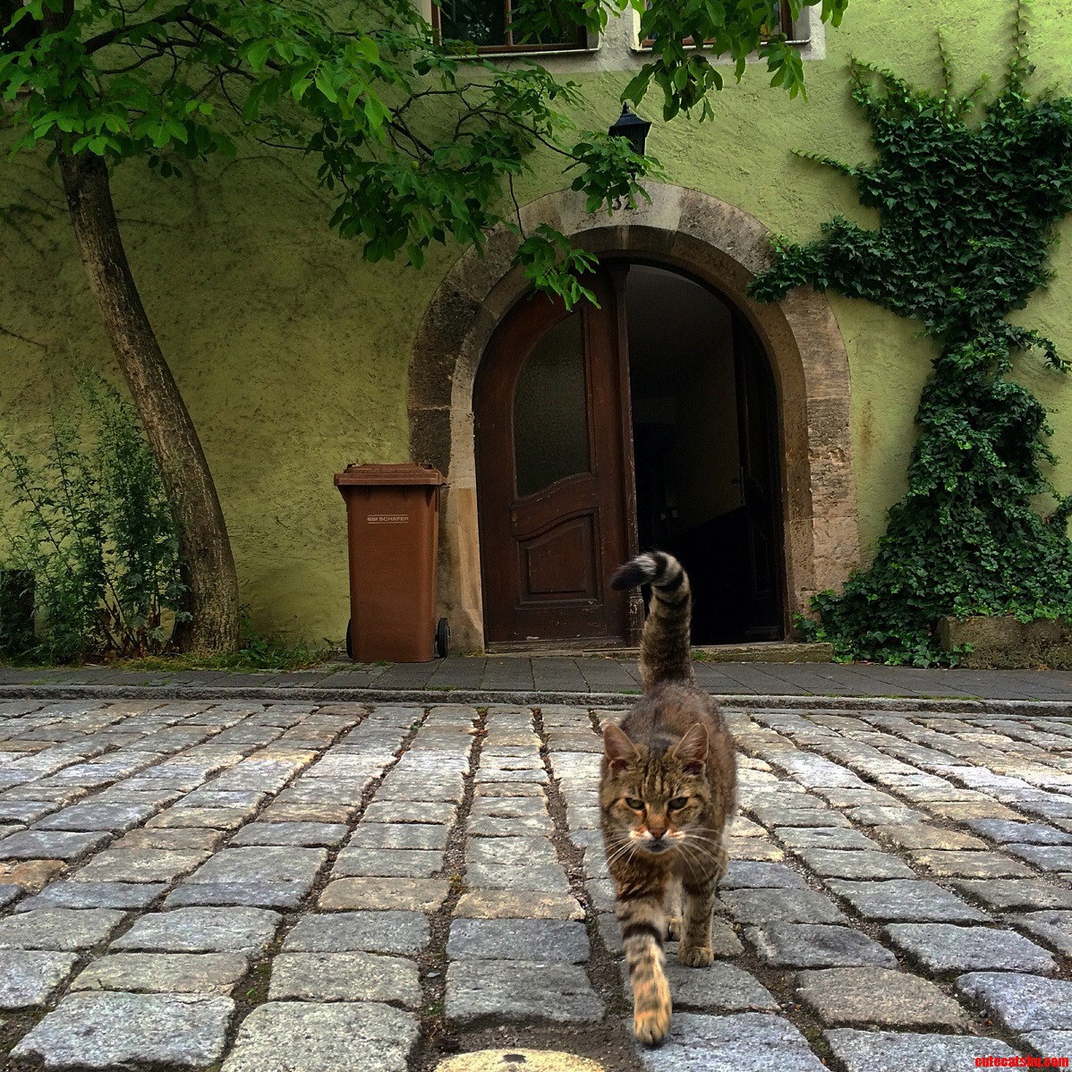 This Little Guy Ran Up to Me and Was Extremely Talkative. Wanted Nothing More Than Head Scratches and Belly Rubes. Rothenburg Germany.