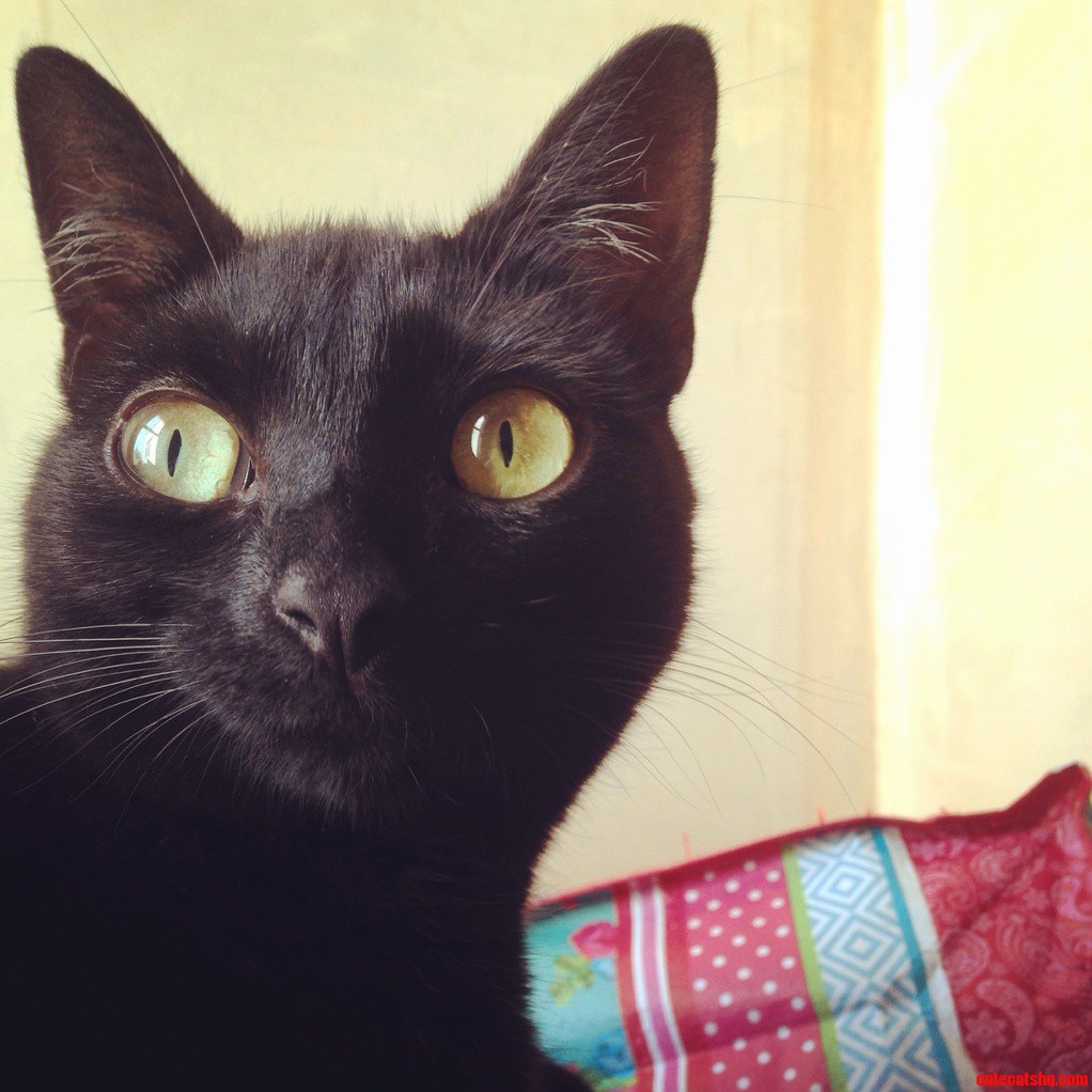 This Odd Little Cat Came Into My Life Two Years Ago Today. Part Cat Part Alien - Phoenix aka Tidget.