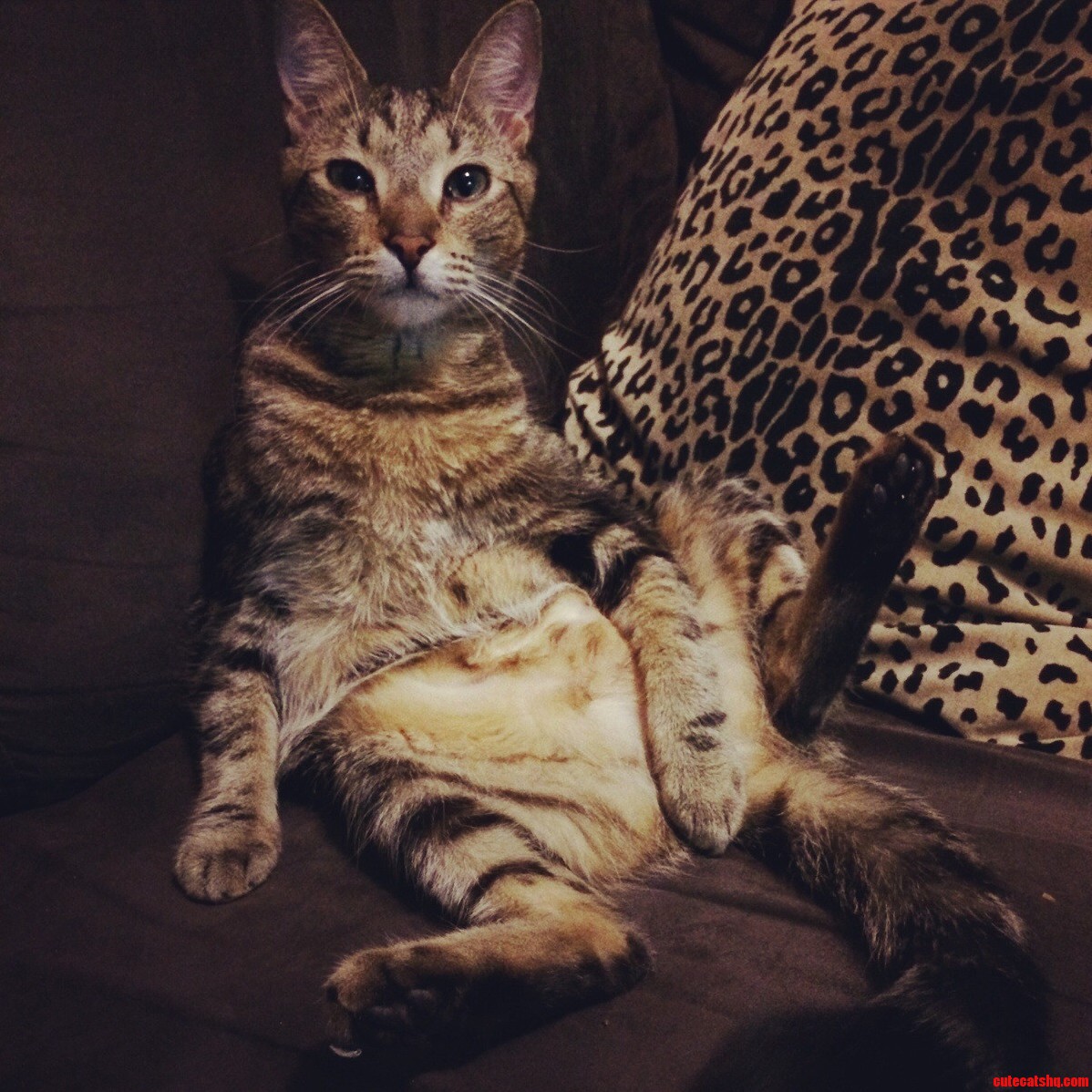 This Prick Just Chewed Through His Third Macbook Charger in a Year. How Can I Still Love Him