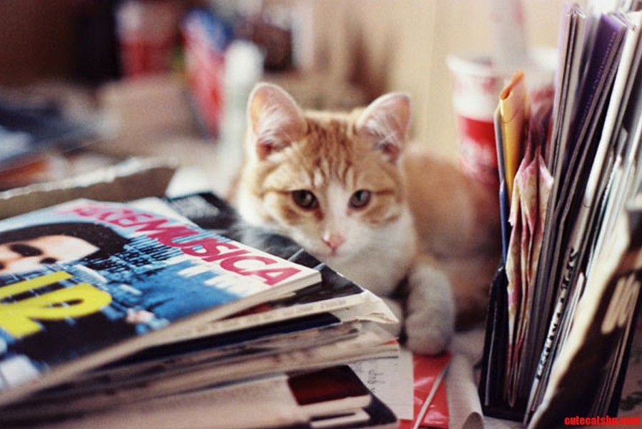 This Was My Sweet Mickey Michail Bary Nikov