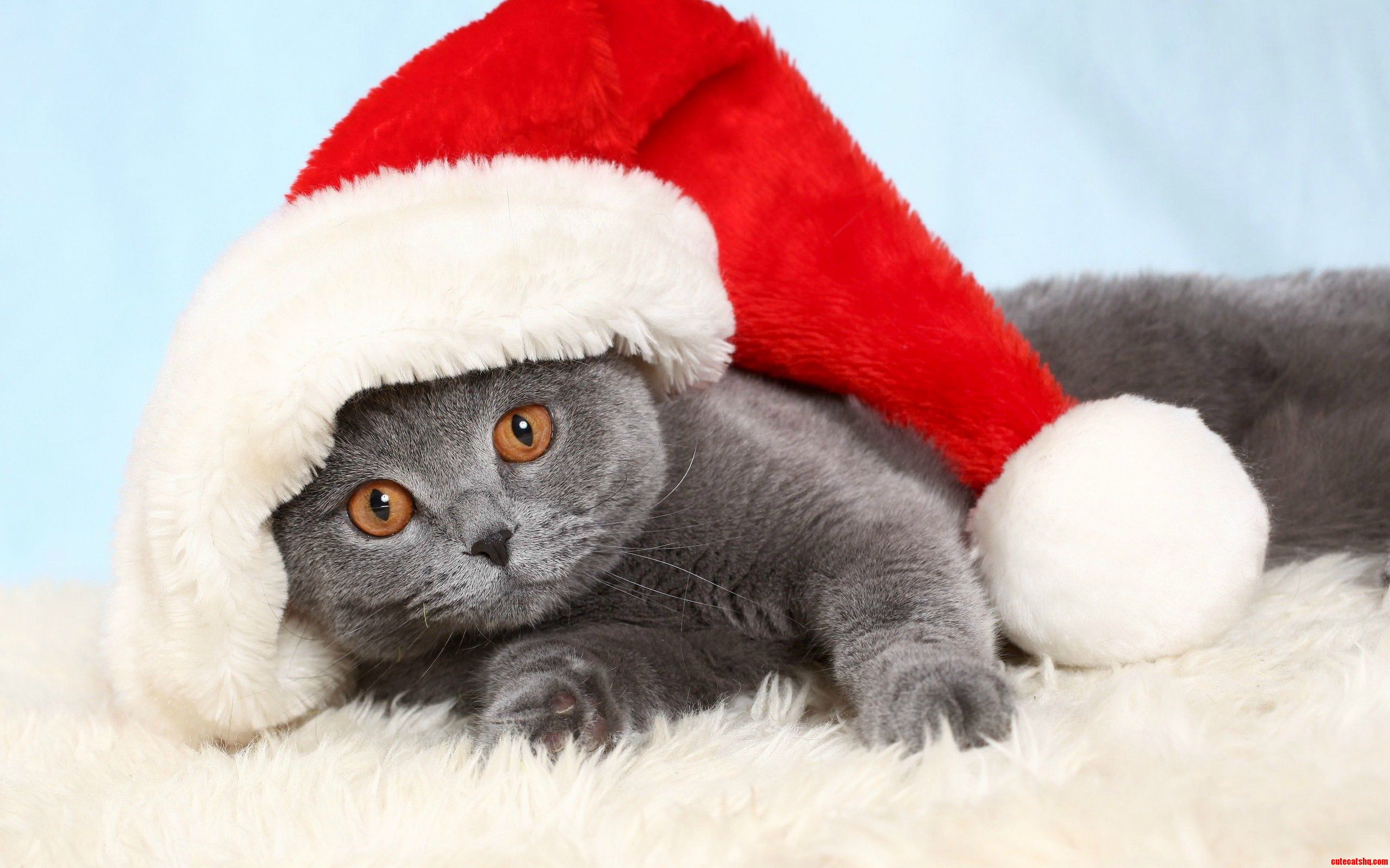 This Year Santa Will Be a Cat
