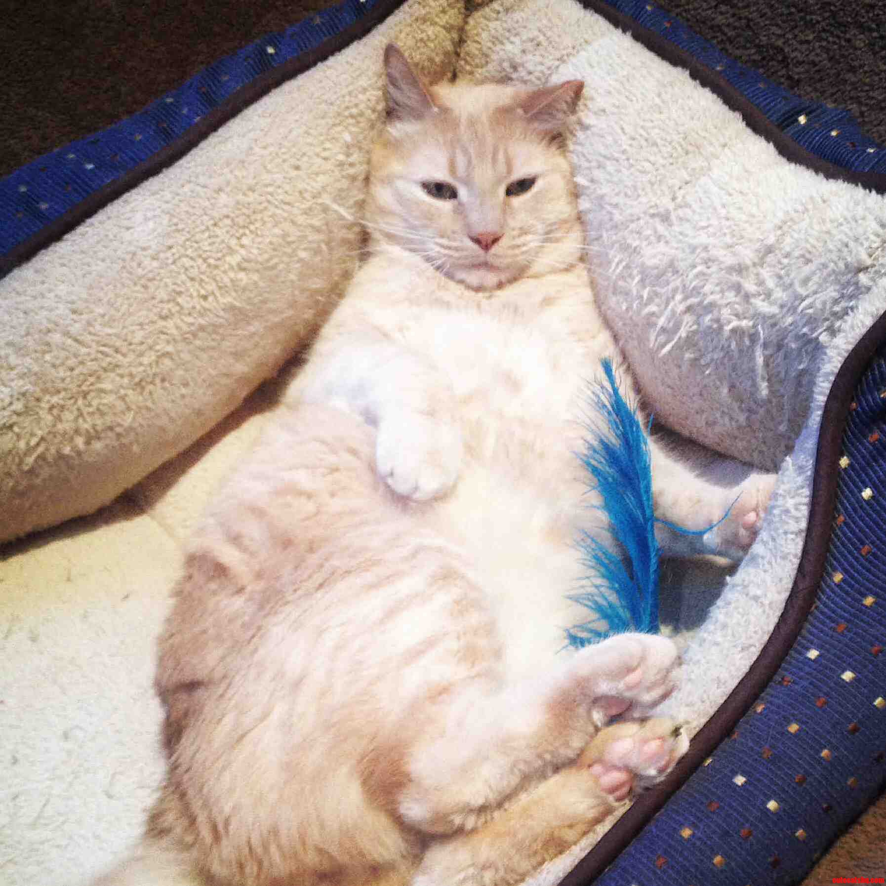 Thomas O Malley Flufferpants Friday Night Chillin