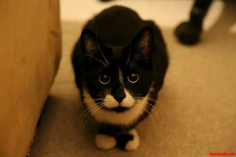 Those Eyes Melt Your Heart