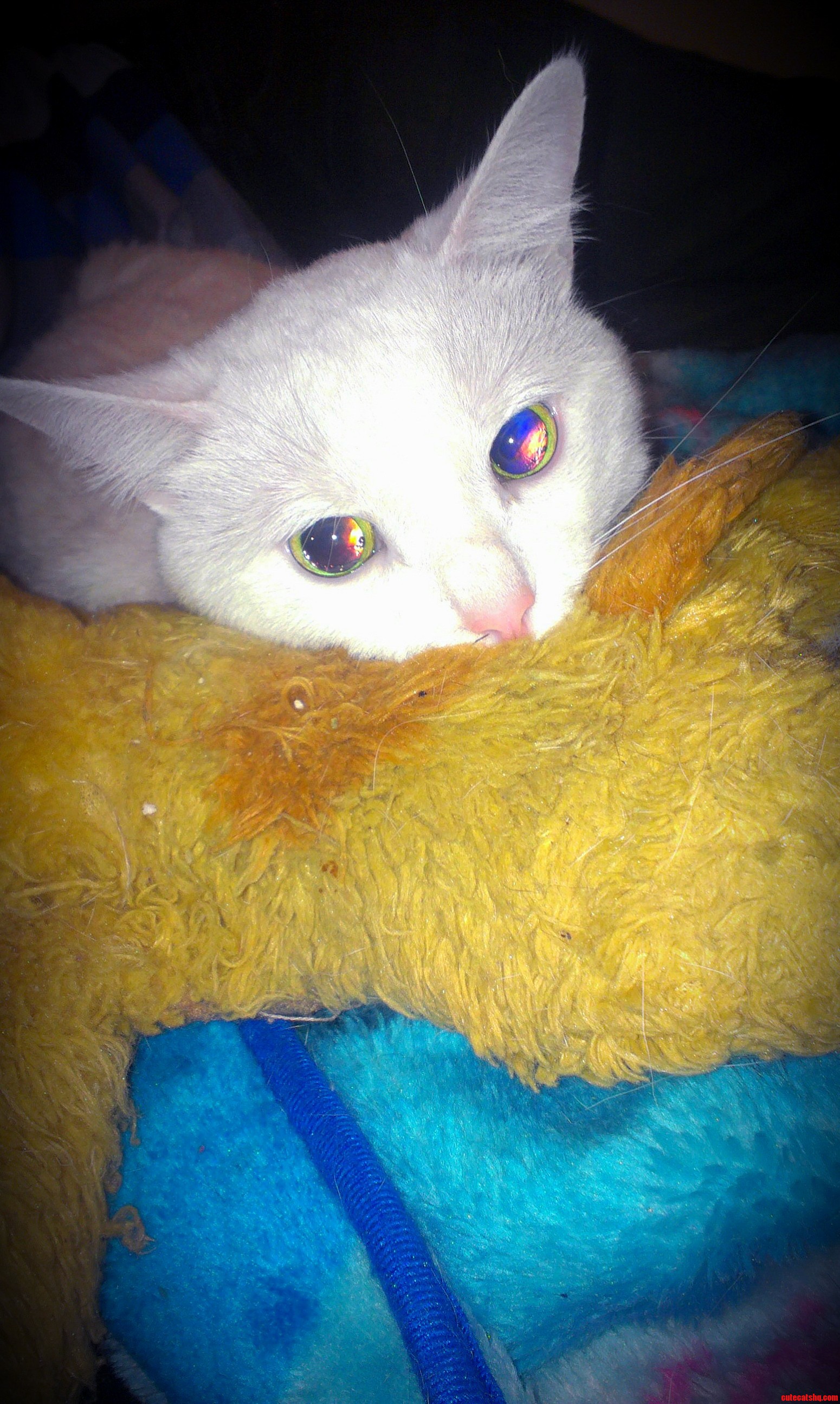 Those Eyes Though