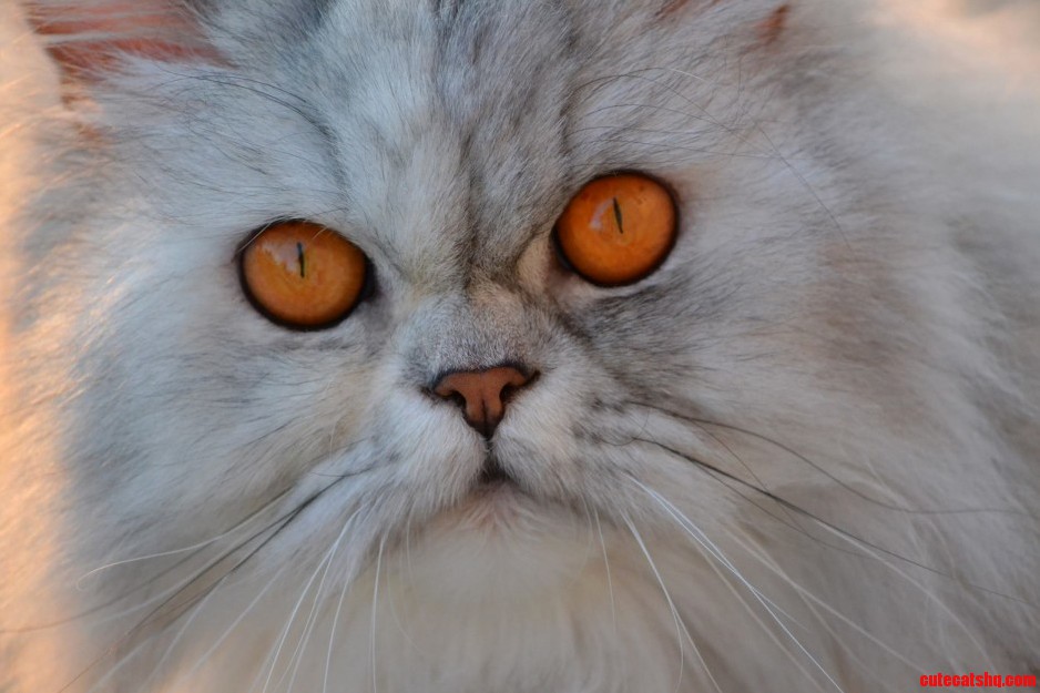 Those Eyes