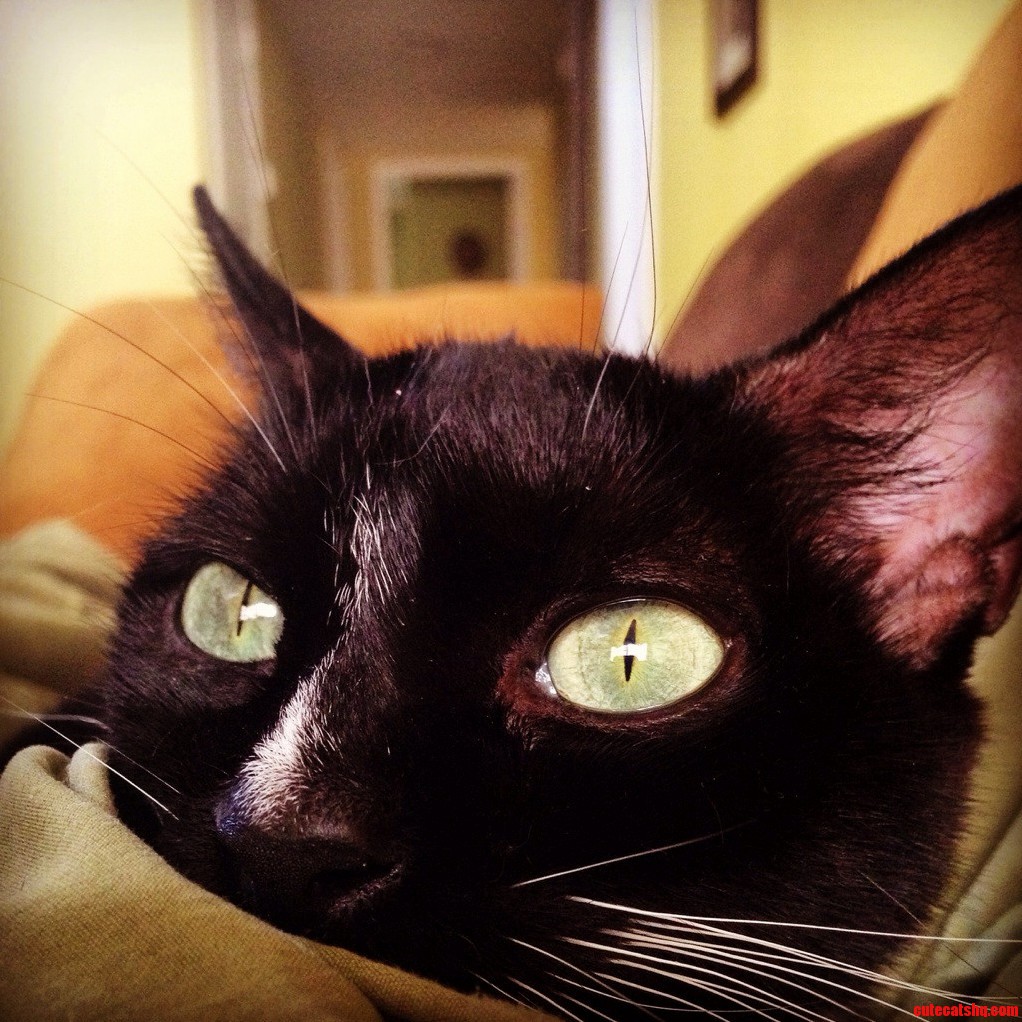 Those Kitty Eyes