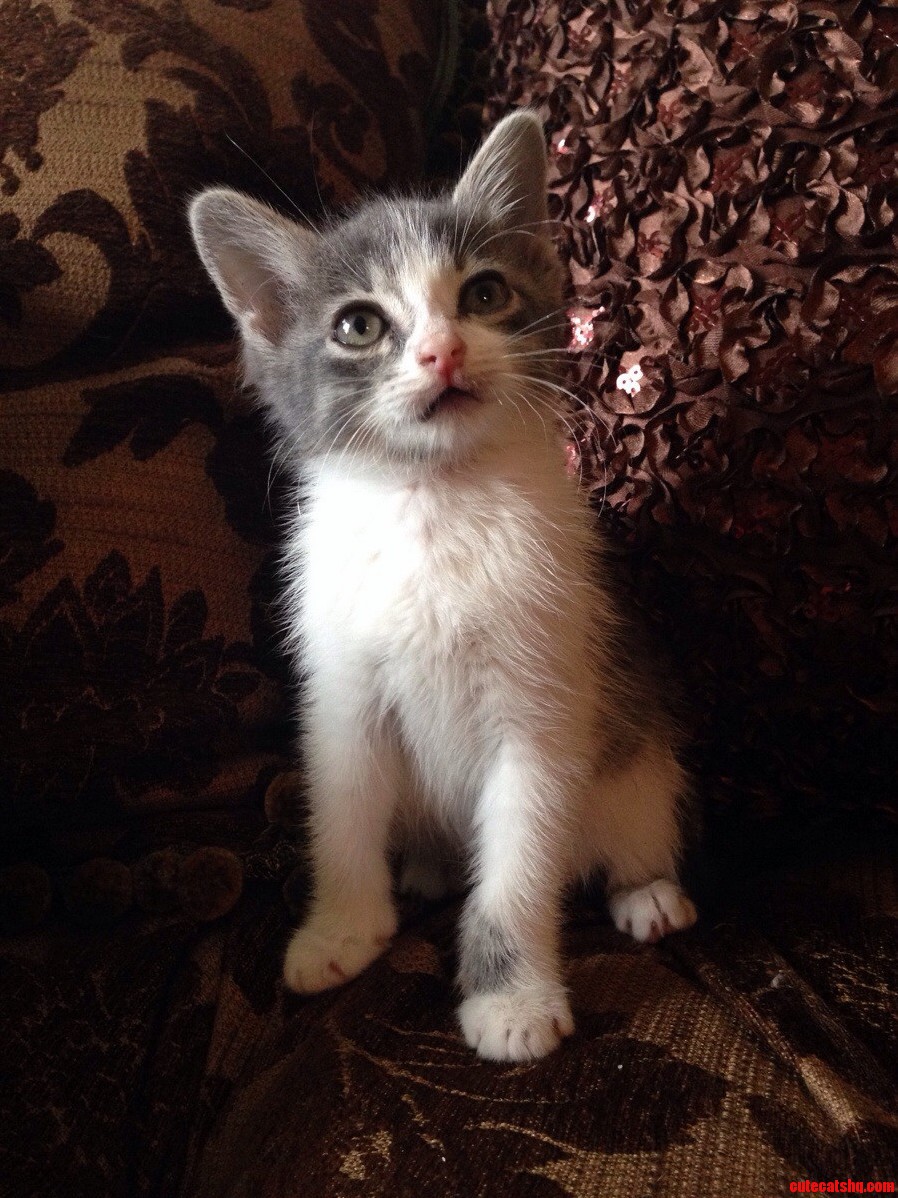 Though She Is but Little She Is Fierce