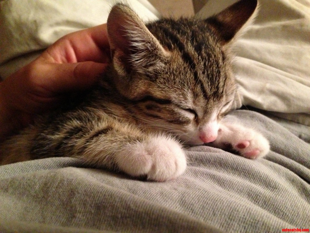 Three Weeks Ago a Then 6 Week Old Abandoned Kitty Showed Up Outside My Work. I Instantly Adopted Her. She Still Falls Asleep on My Tummy Every Night