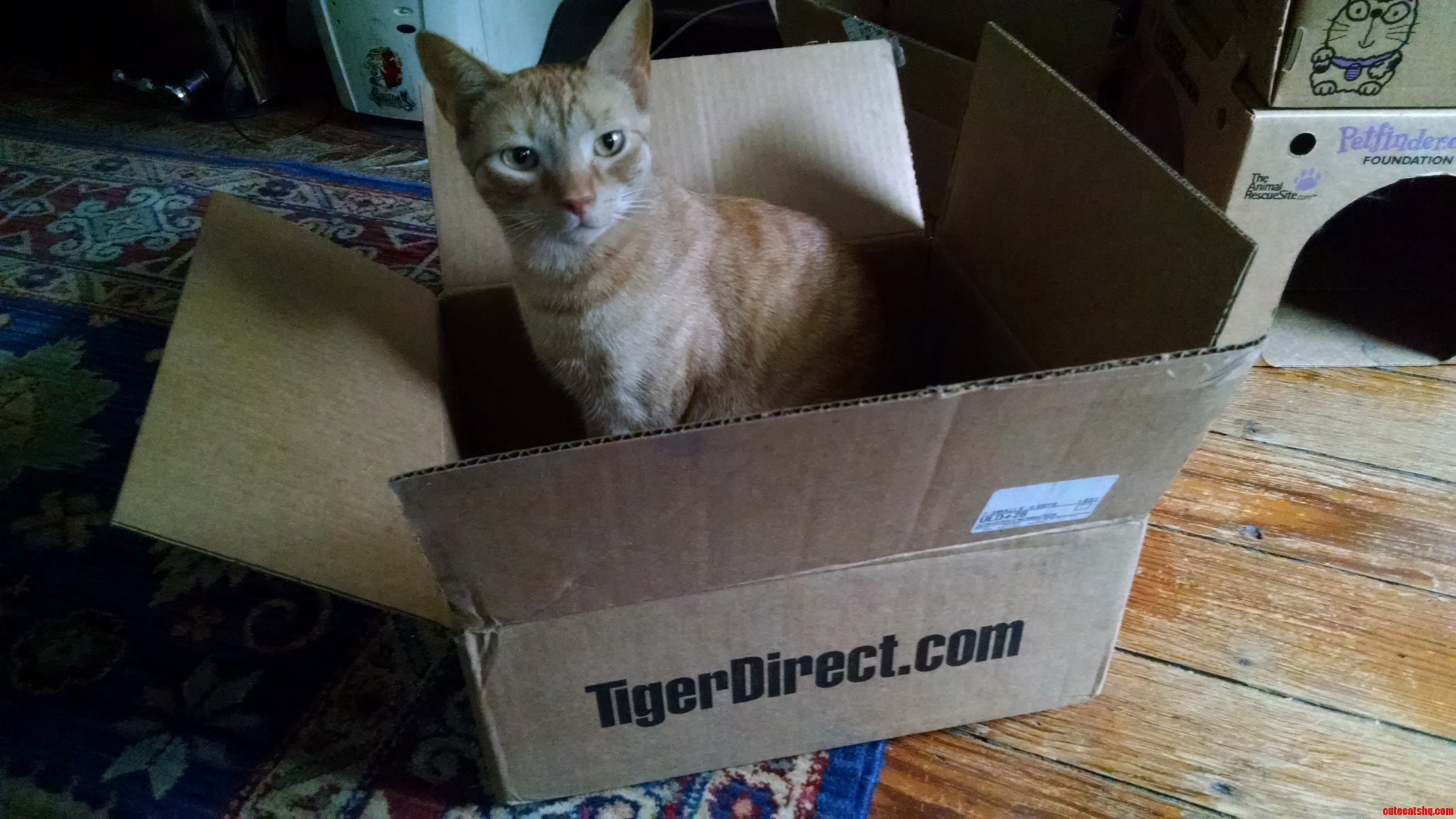 Tiger Direct