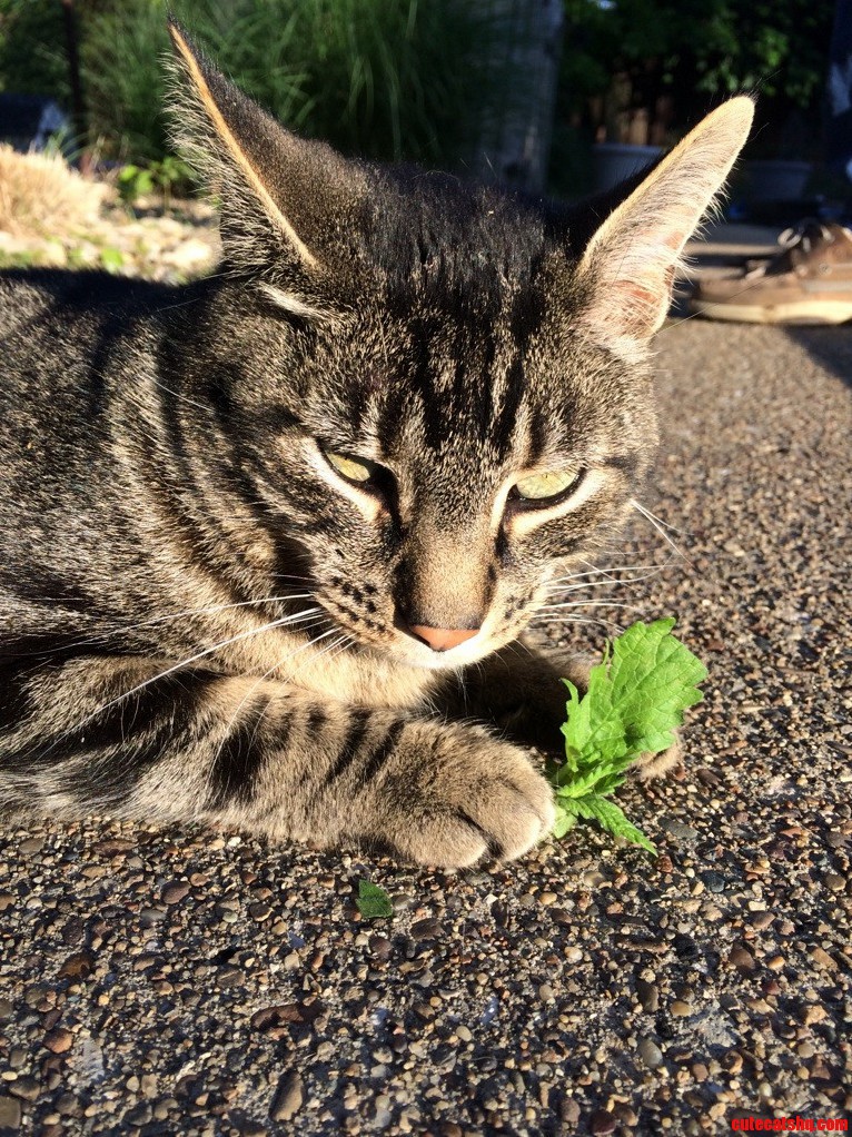 Tiger Guards His Catnip