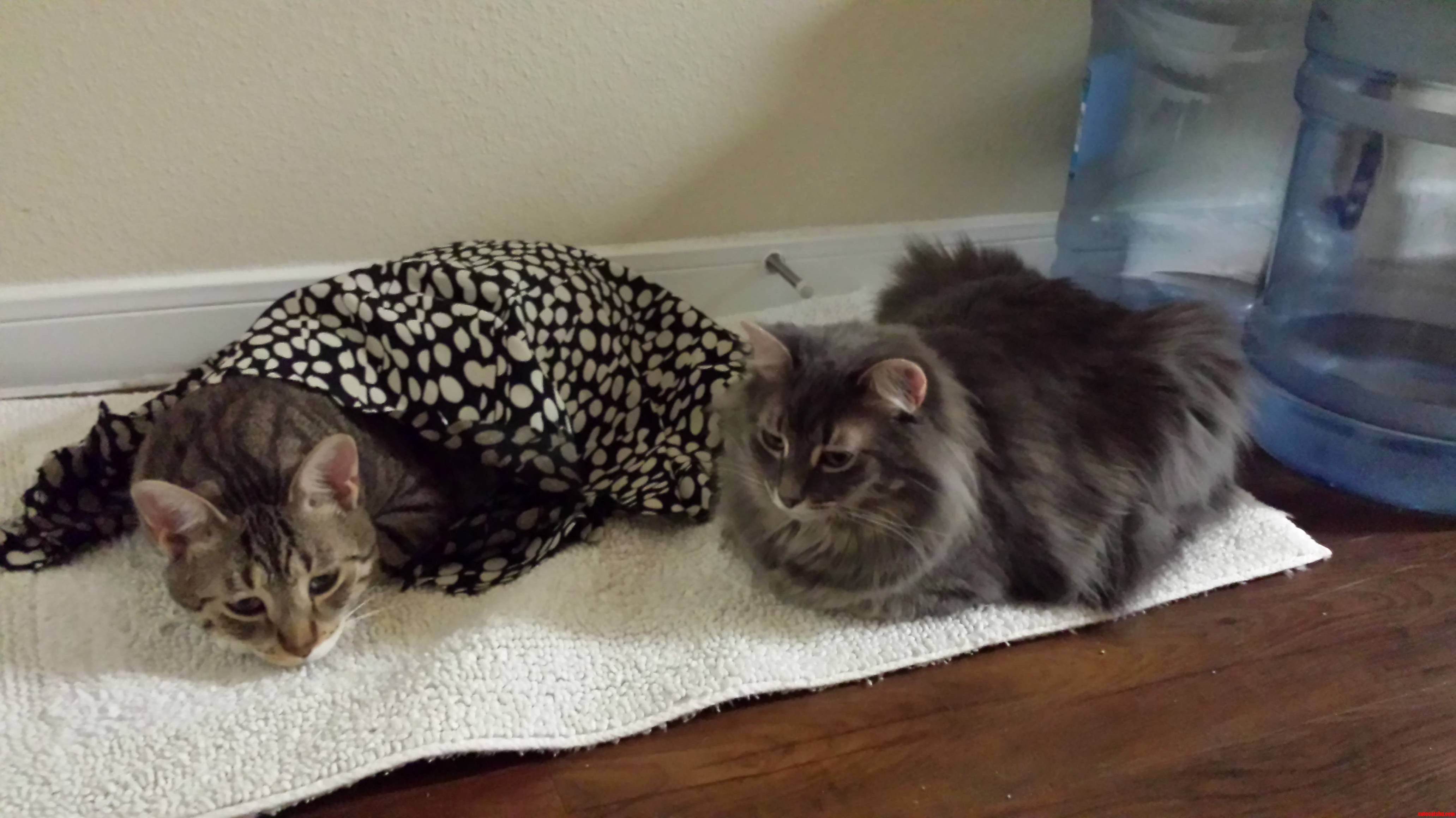 Tiggy and Fluffbutt.