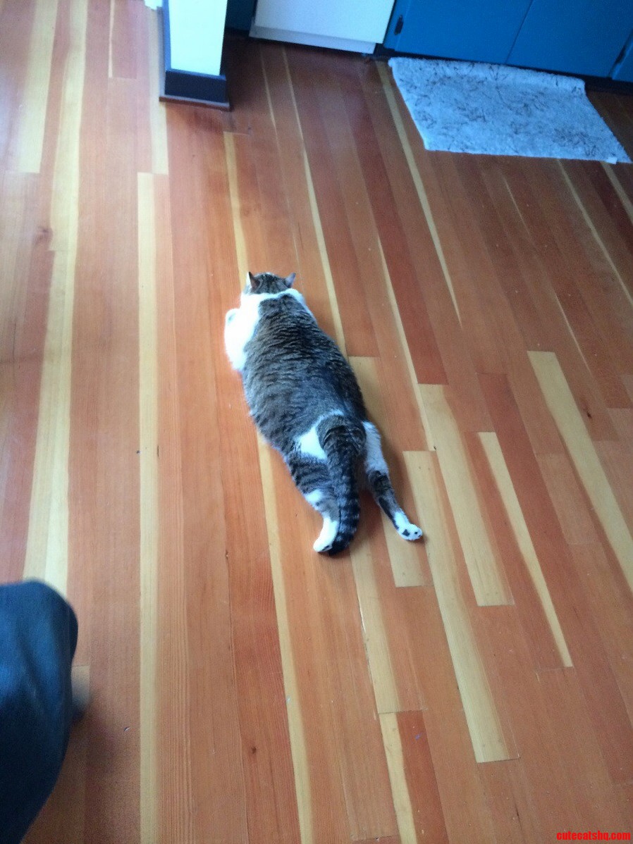 Tigs Likes to Sprawl Out Like a Basset Hound