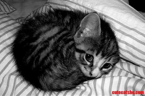 Tiny Ball of Fluff