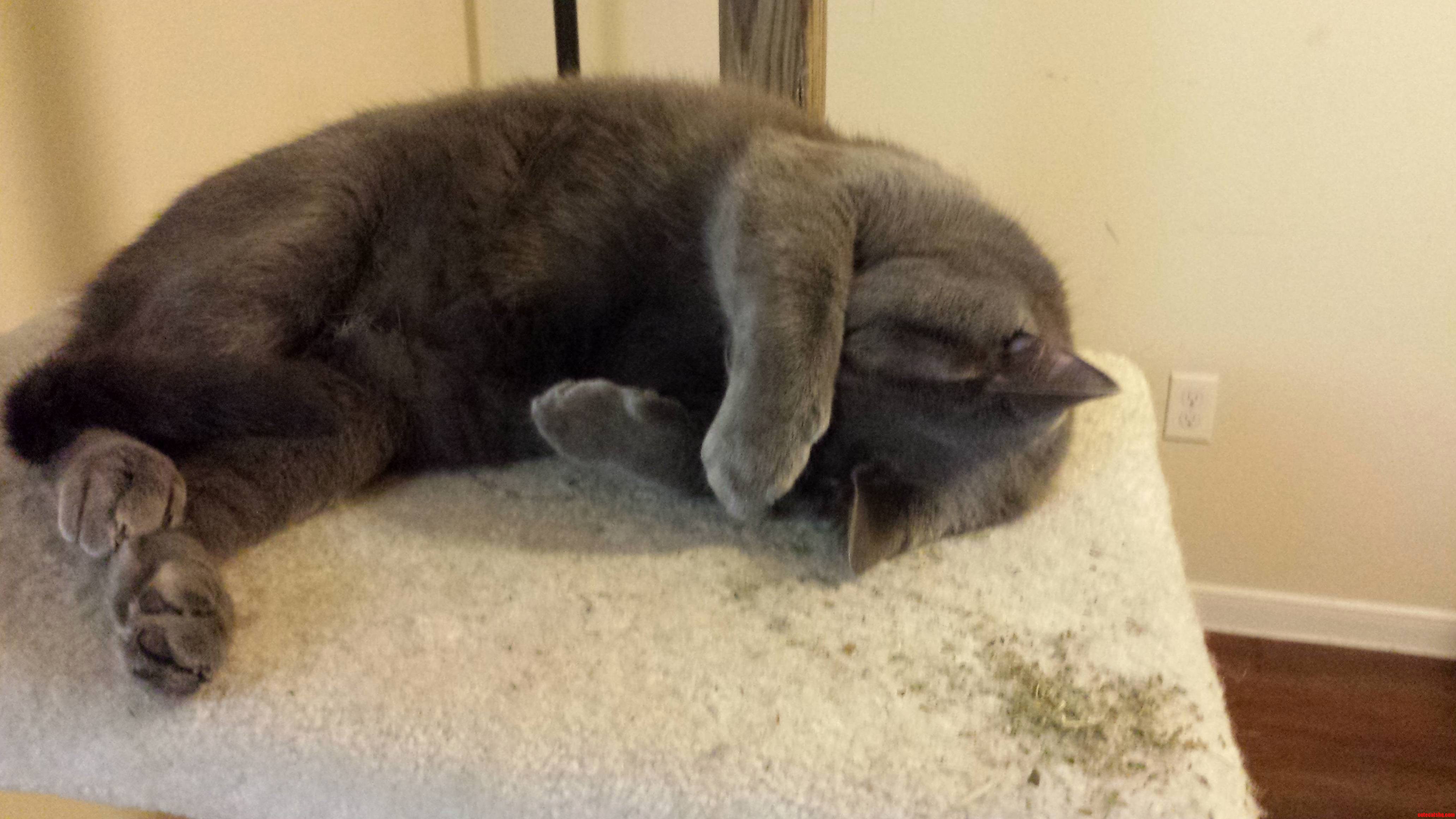 Tito Has Had Enough Catnip for Today