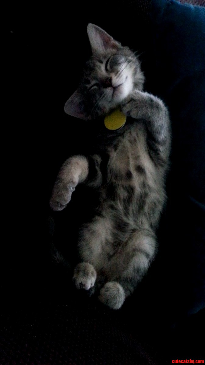 Today I Adopted from the Humane Society Meet Dobby the Kitty.