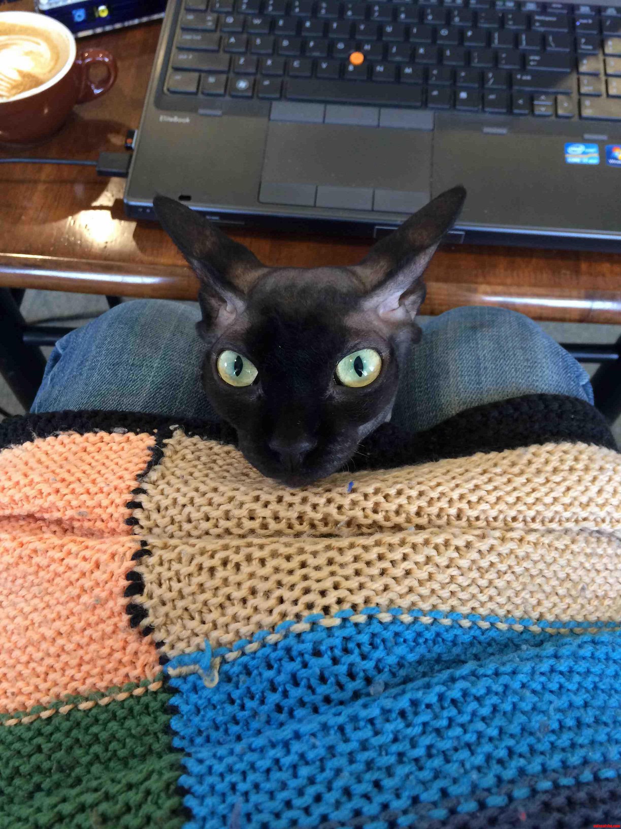 Tok Watching Me Work.