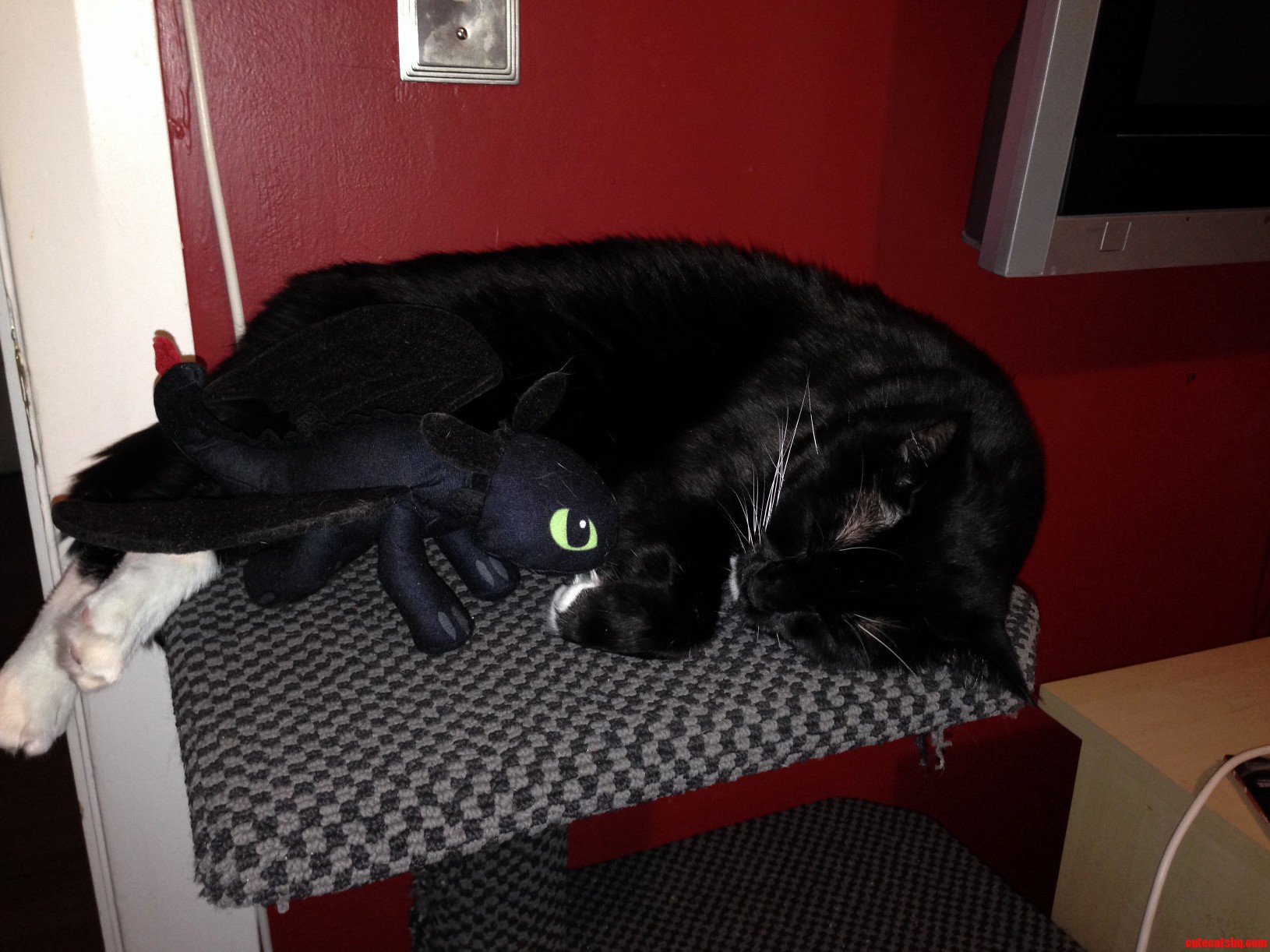 Toothless and Toothfull