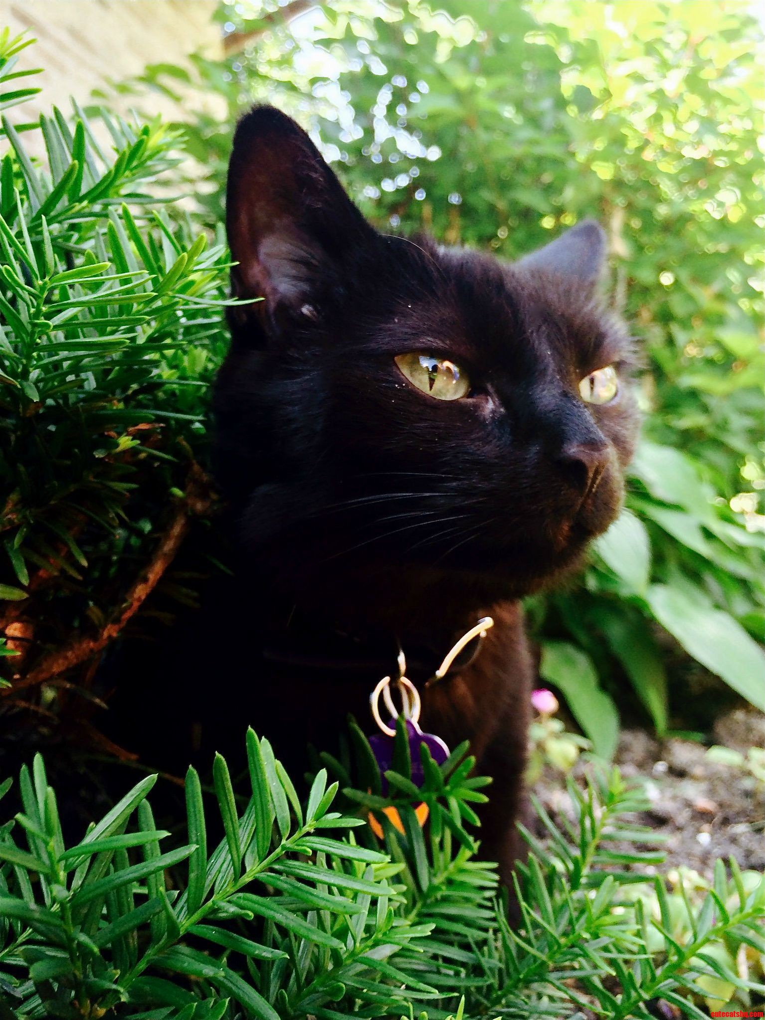 Toothless