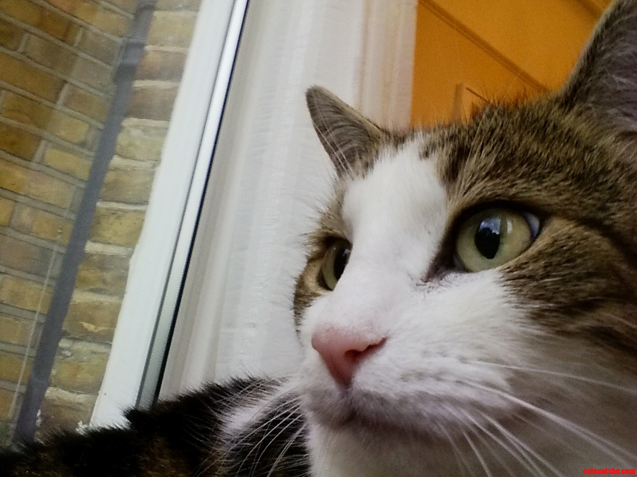 Treacle My Cat Posing