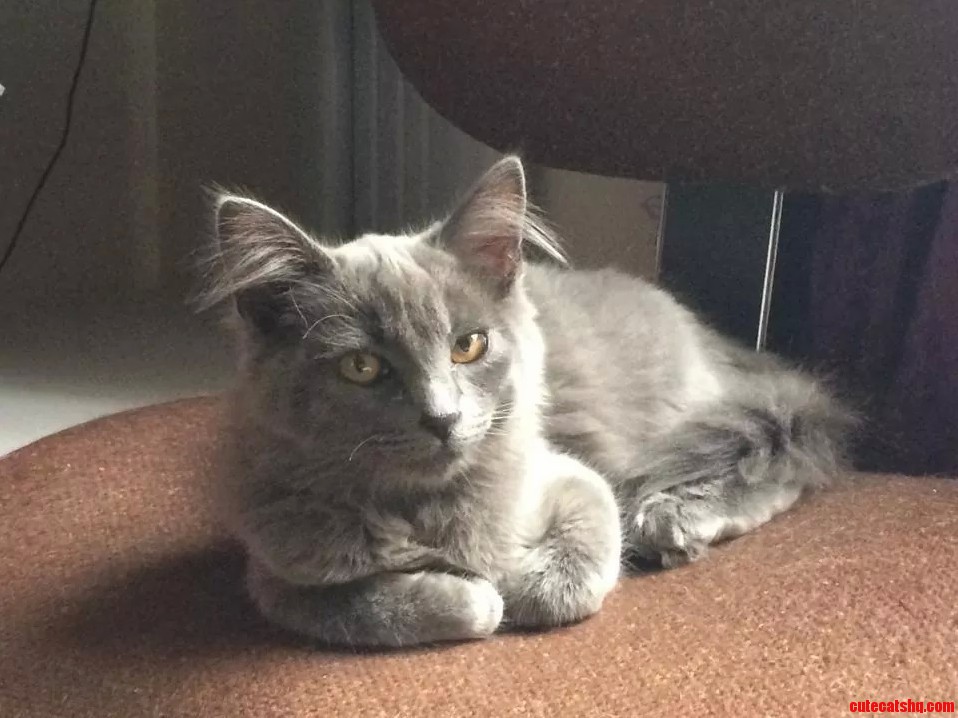 Tribble Looking Magnificent.