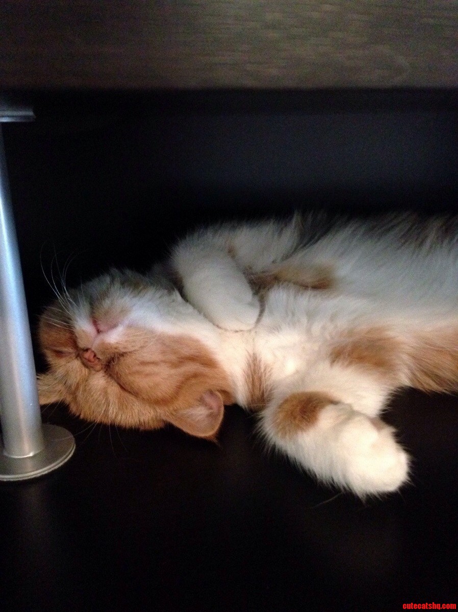 Tuckered Out After a Morning of Play. Sleeping Ramona.
