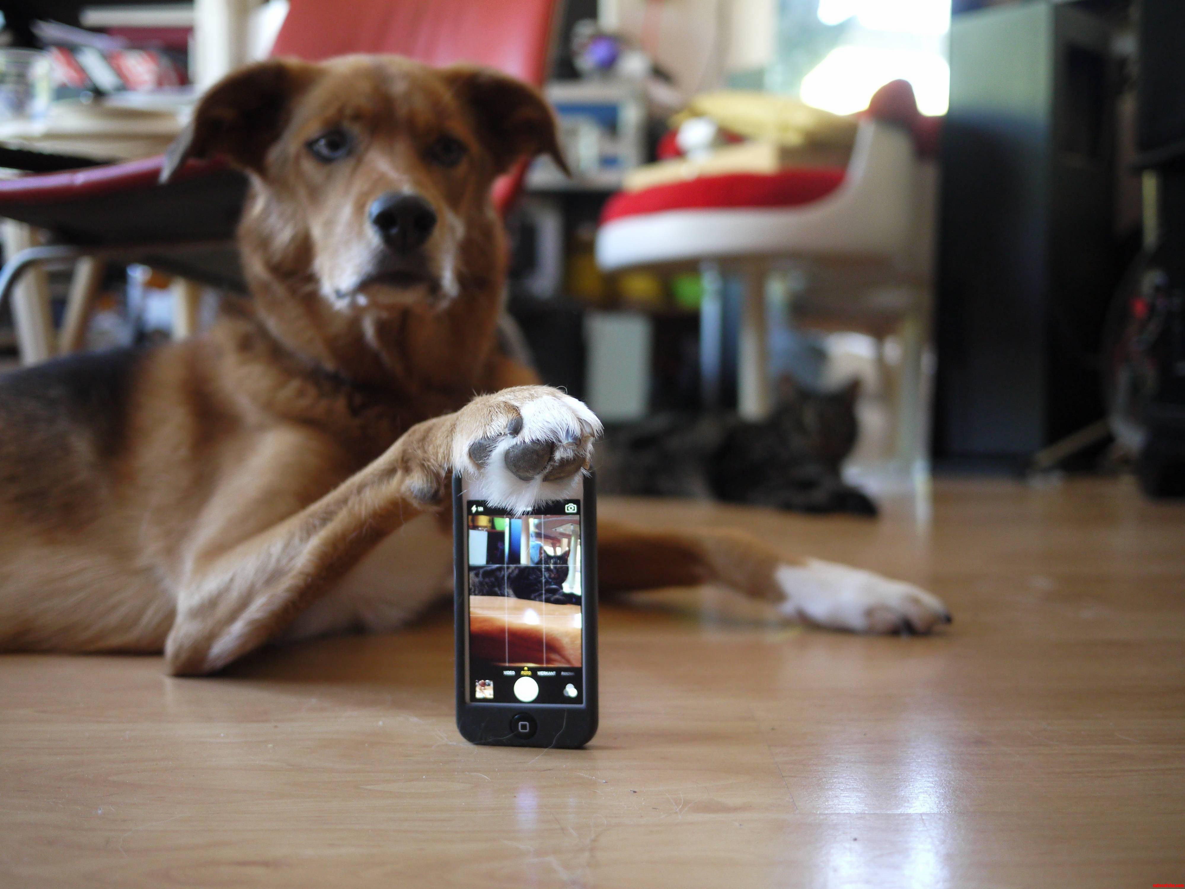 Turns Out My Cat Has Personnel to Take His So Called Selfies.