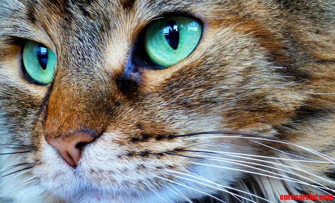 Turquoise Eyes