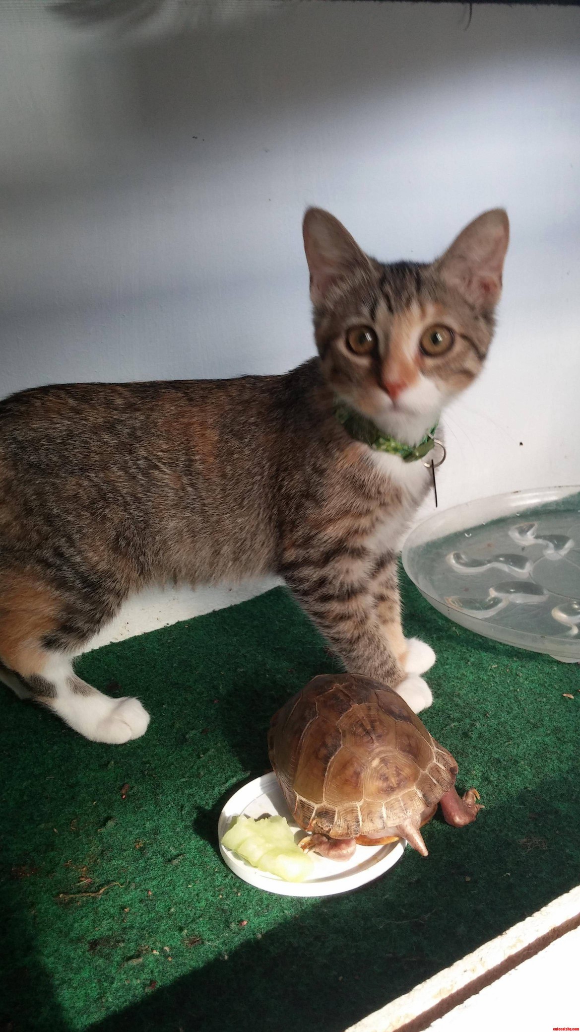 Turtle and Cat Bffs