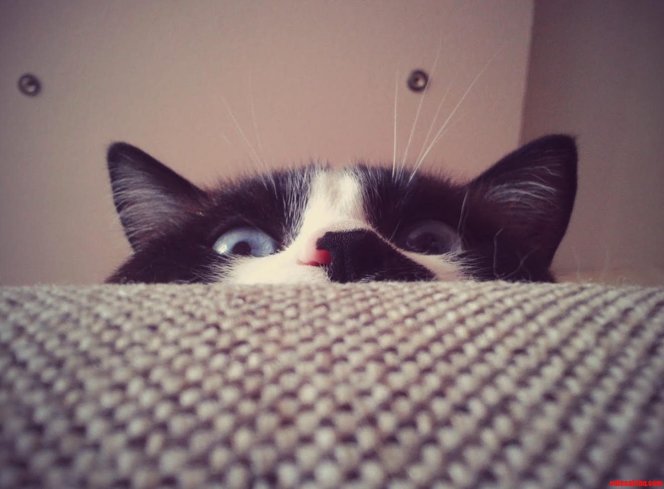 Undercat
