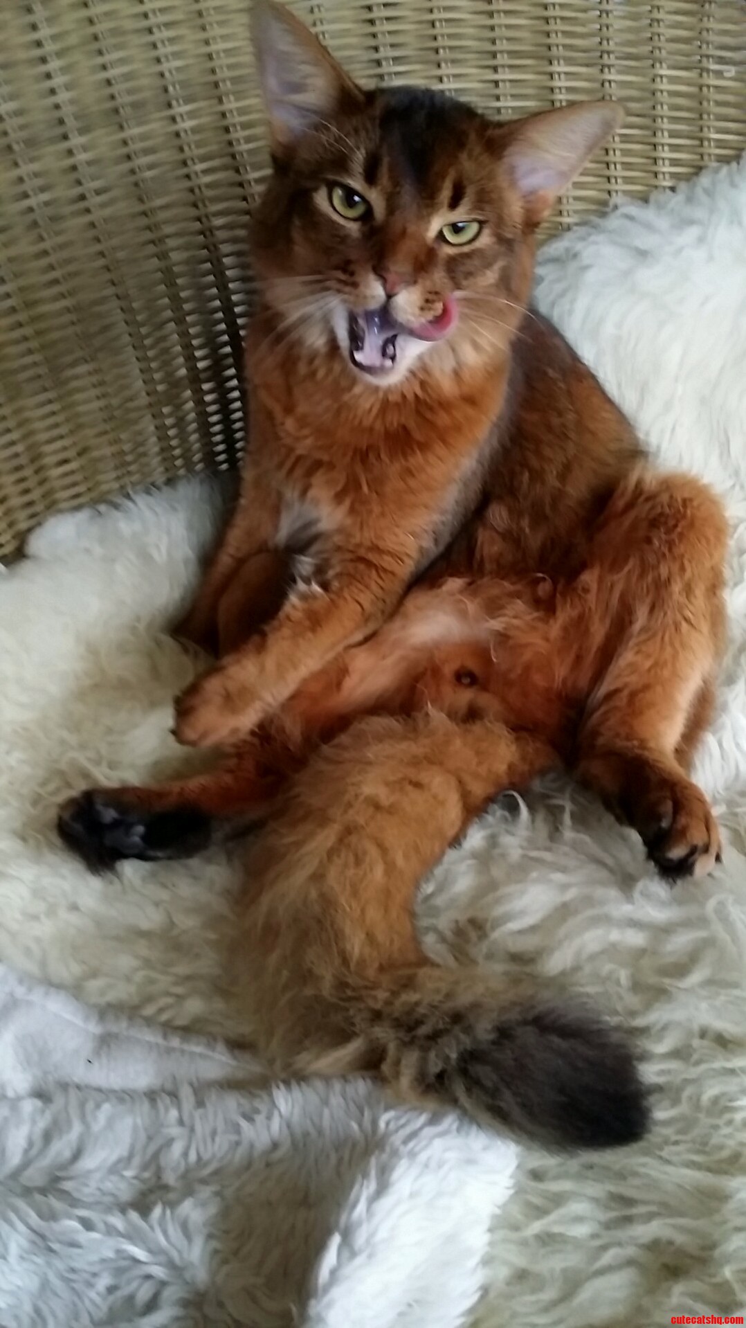 Viking Chilling in the Garden Chair
