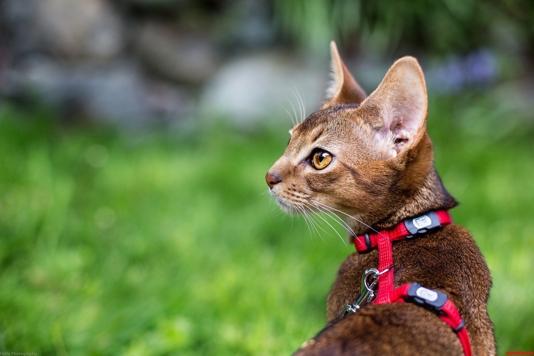 Walk the Kitty.