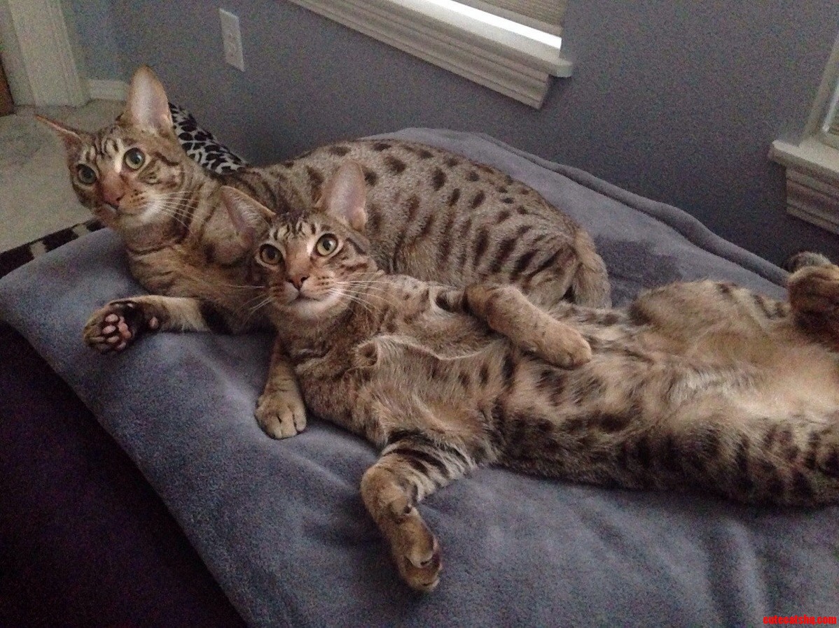 Walter and the Dude Ocicats Posing Like Reclining Renaissance Nudes. I Love These Guys.