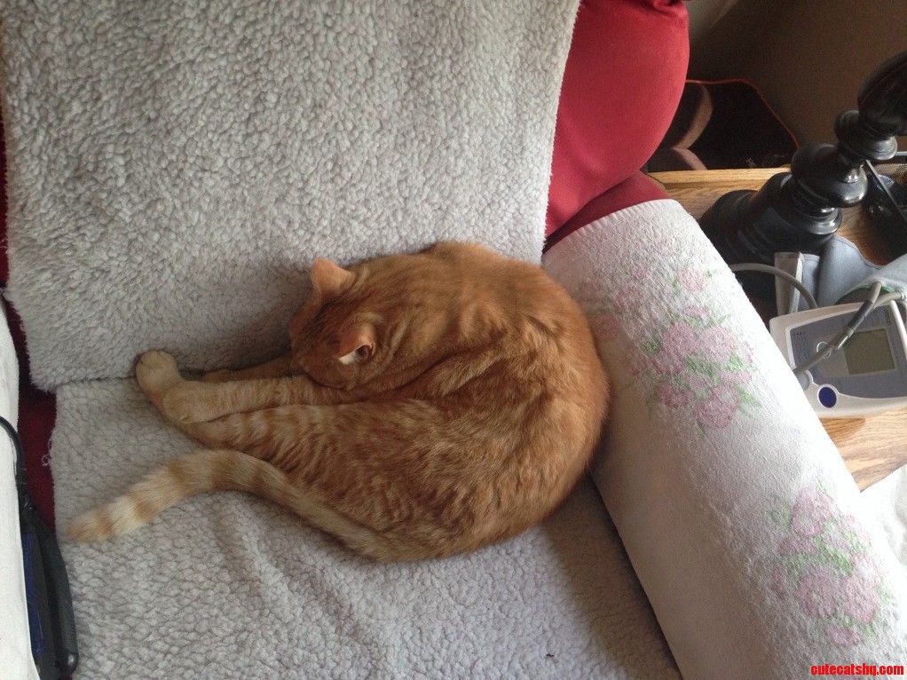 Was Cleaning an Elderly Mans Windows and His Cat Passed Out Like This