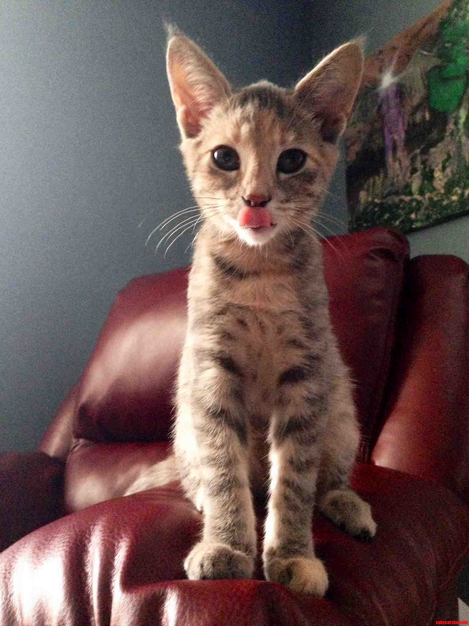 We Finally Named Our Kitten. Meet Dahlia Everyone