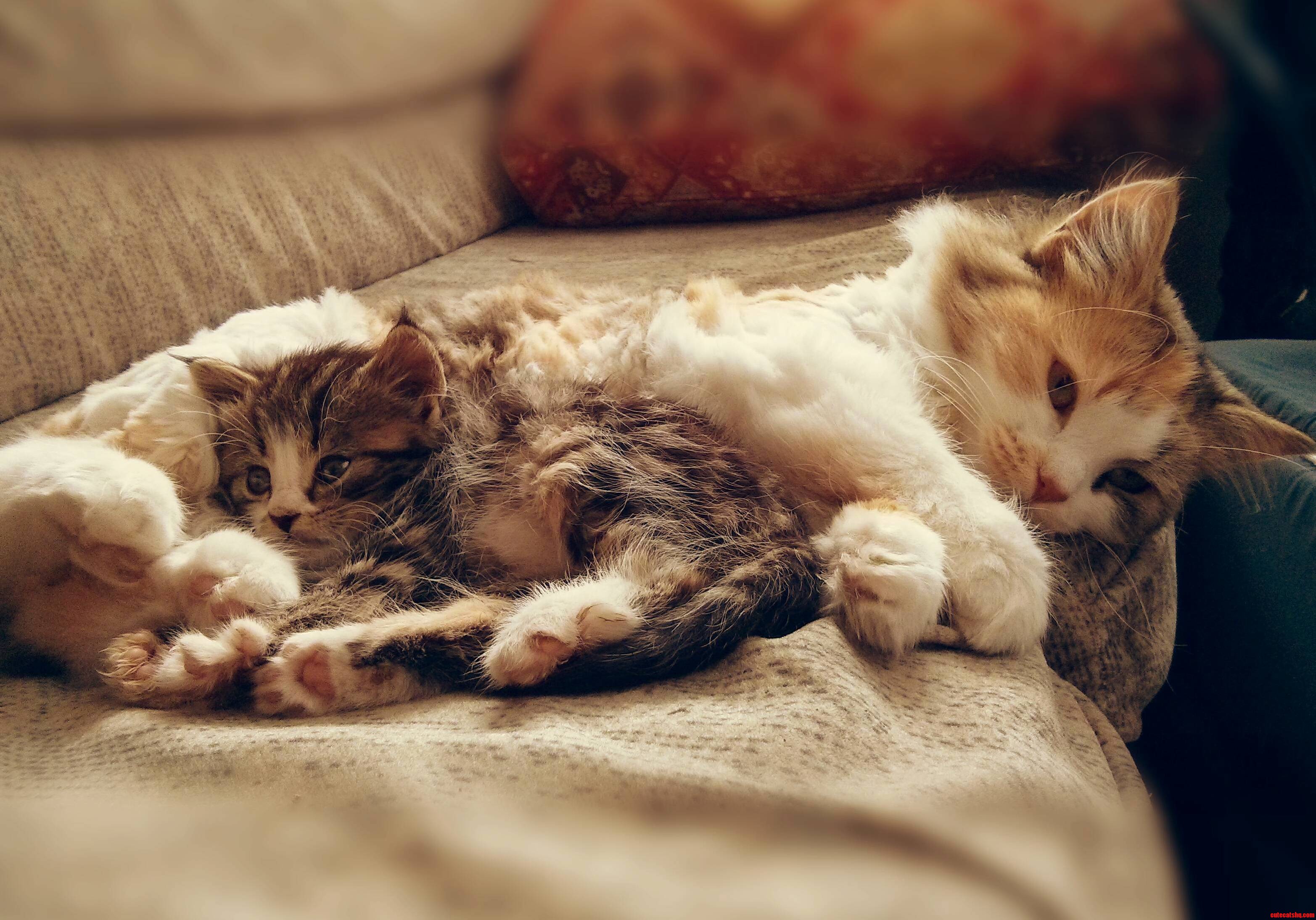 We Got My Cat Helen a Brother from Her Moms Matriarch of a Farm Latest Litter. Meet Merle. Theyre Quick Friends