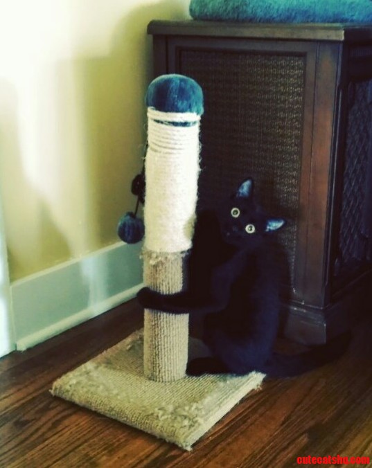 We Just Adopted a Little Black Girl Meet Jinx...