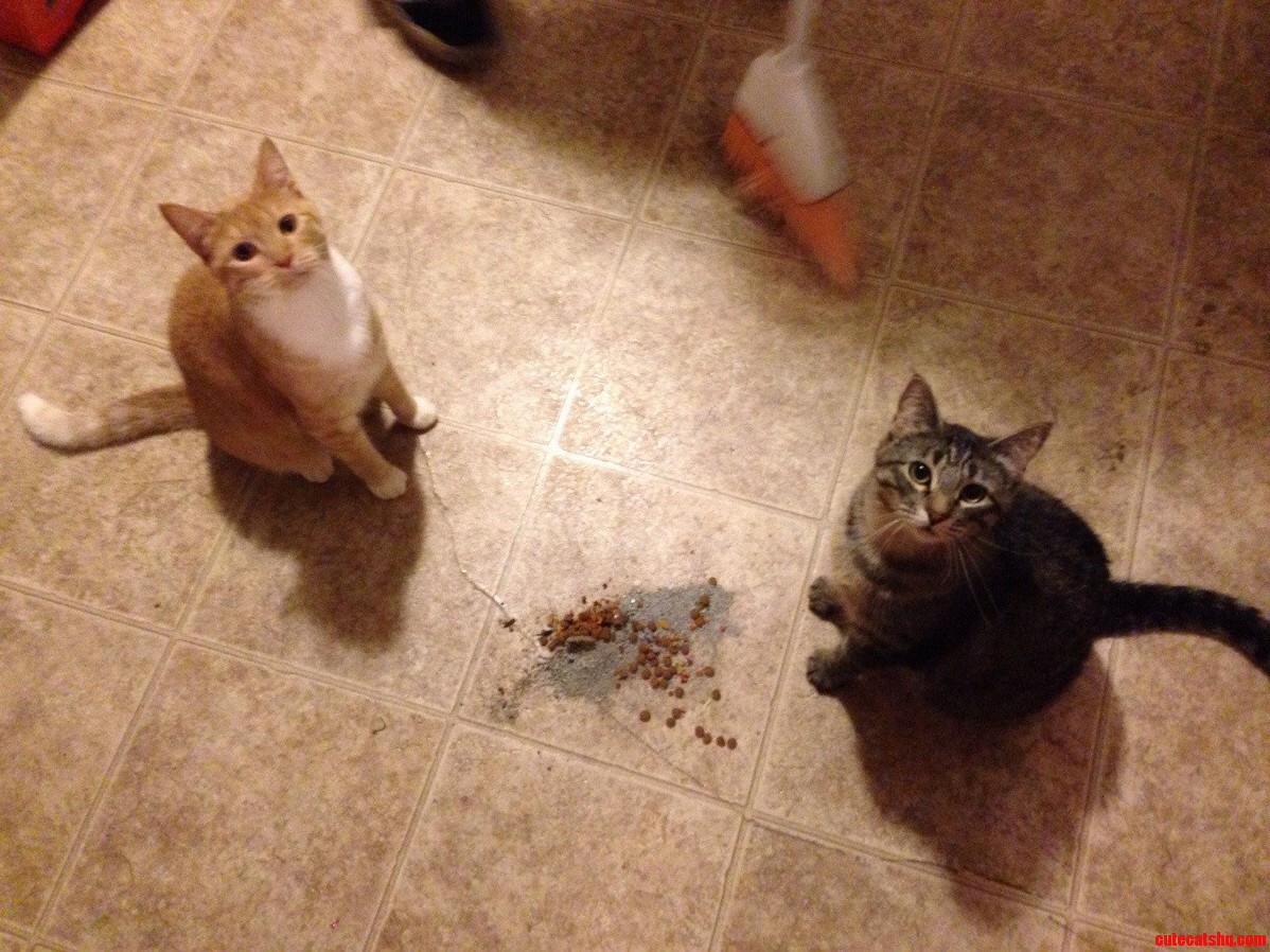 We Like to Make Messes When We Use the Litter Box