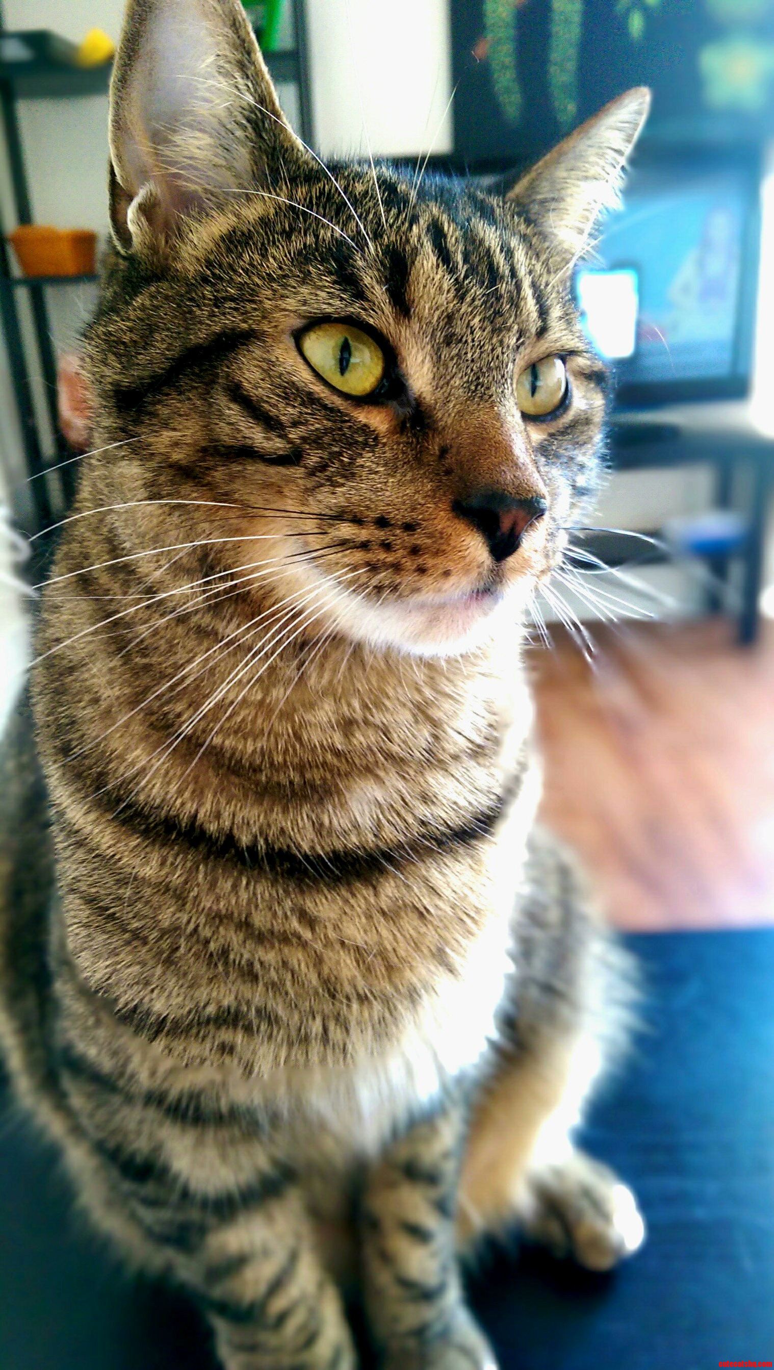 Weighing in at 12lbs Meet Big Chief.