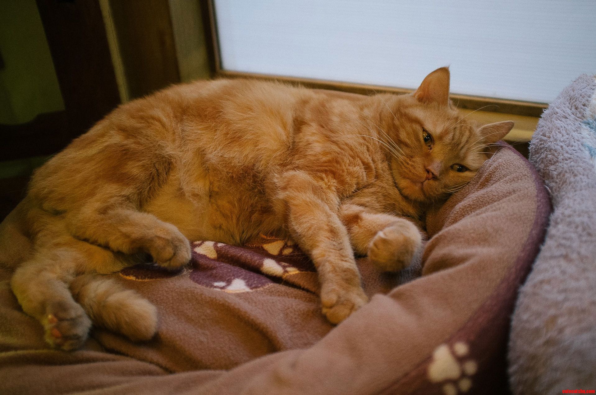 Went to a Cat Cafe in Kyoto. Cat Therapy Works Wonders.