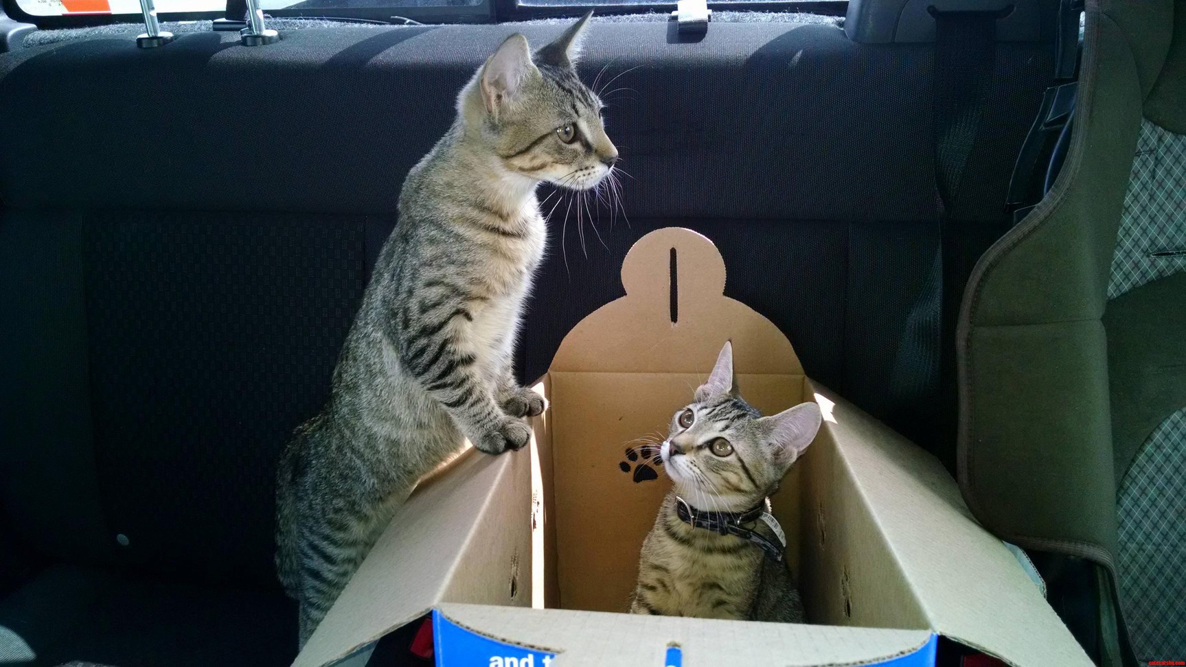 Went to Buy Our First Cat and Ended Up Getting Two