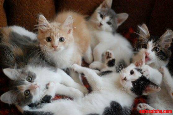 Were Having a Cat Party Here