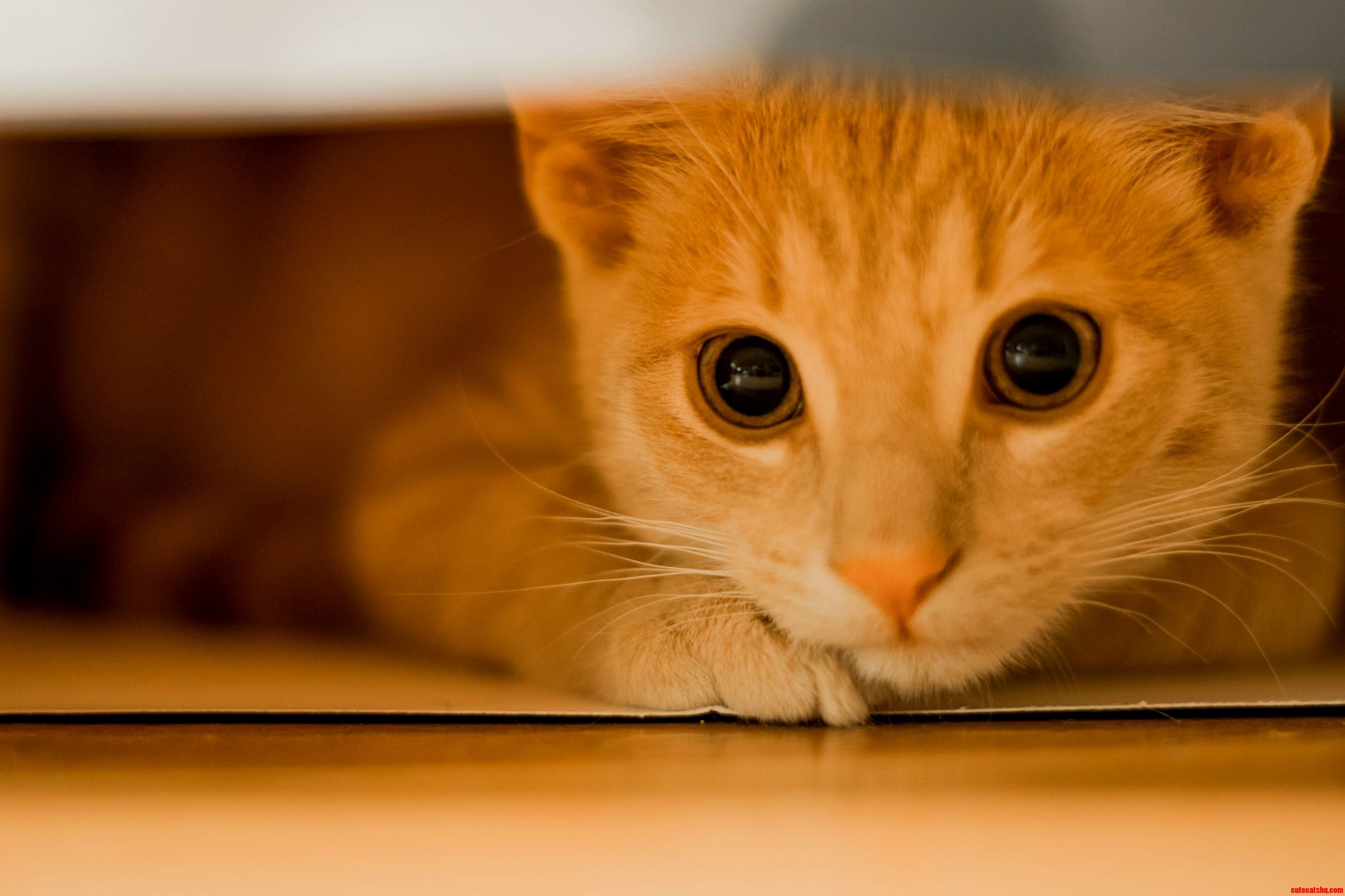 What Big Eyes You Have Calvin