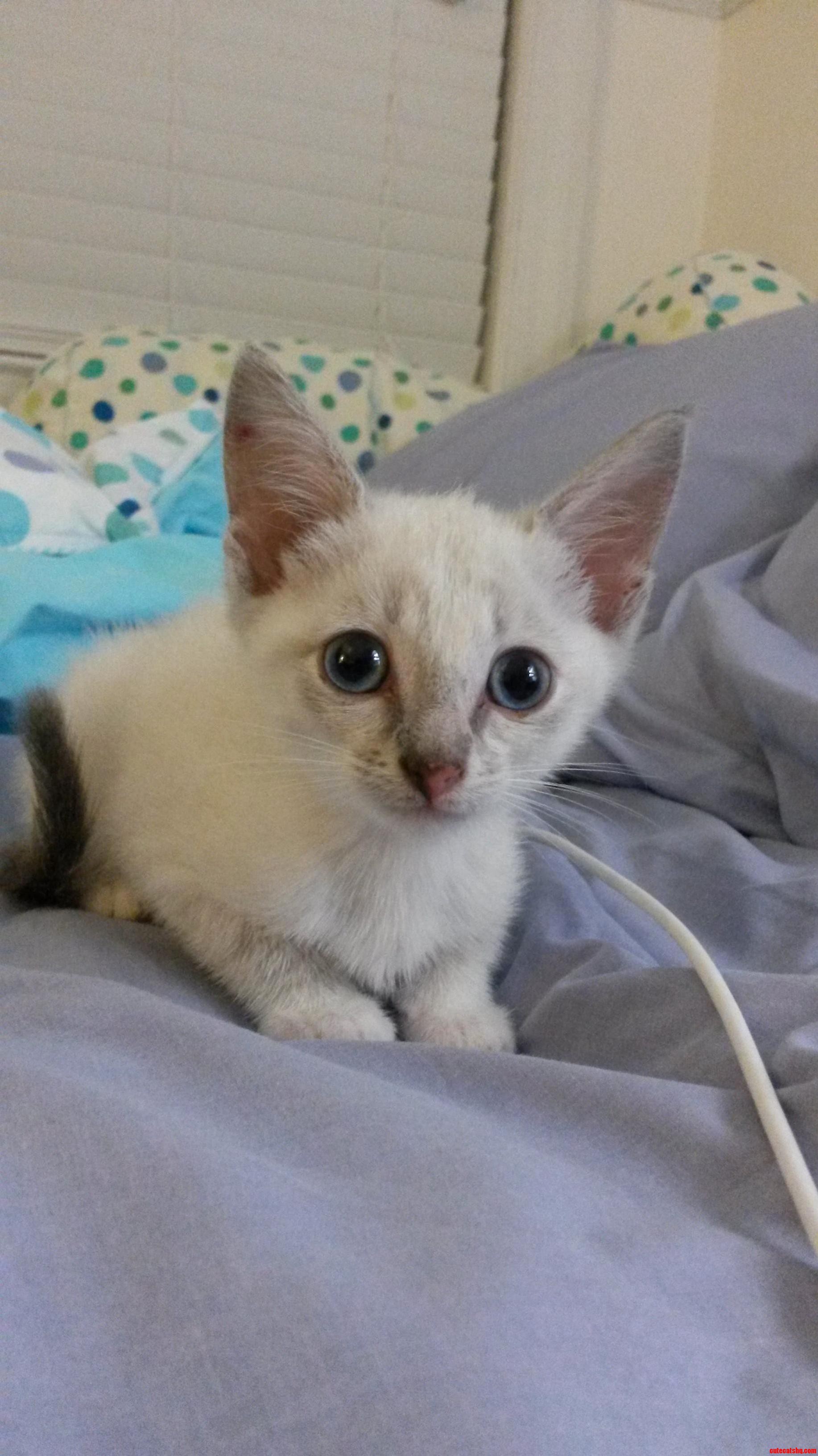 What Breed Kitten Is This Does Her White Fur and Blue Eyes Mean She Ll Be Deaf