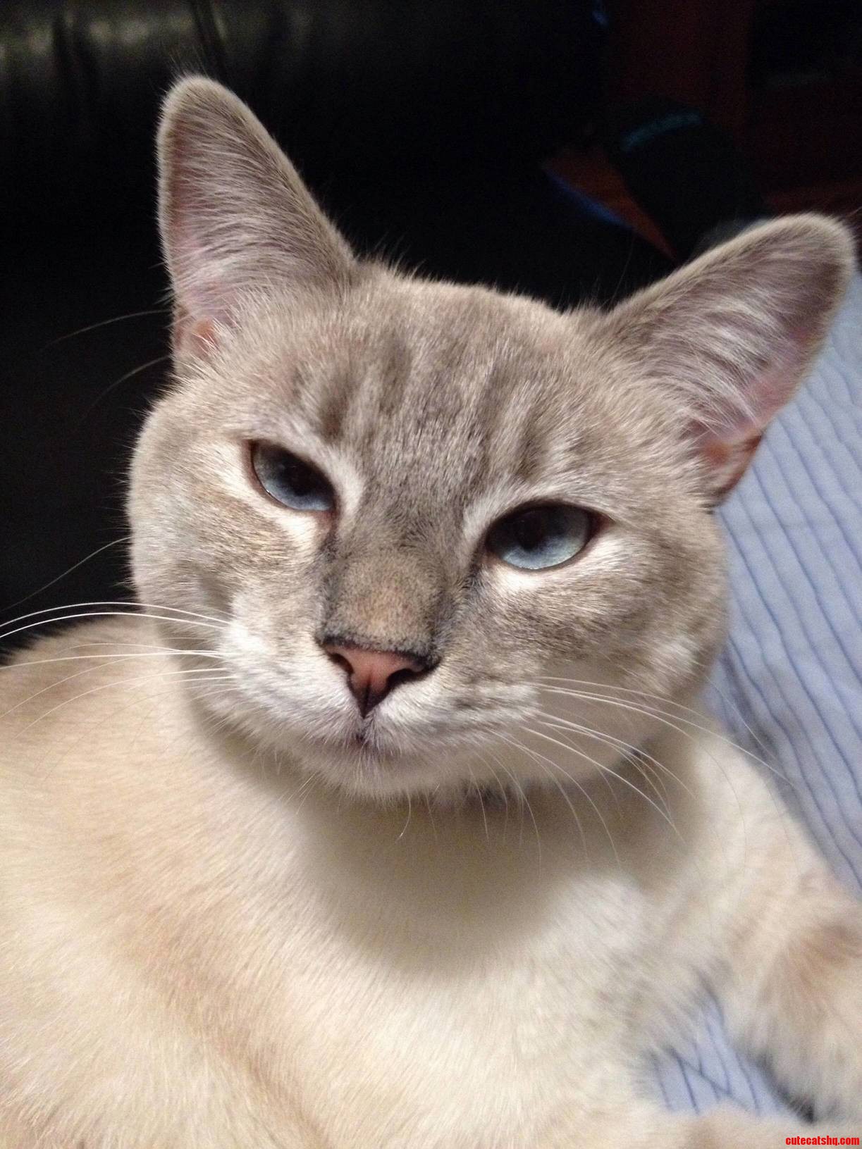What Do You Mean There Are No More Chicken Treats