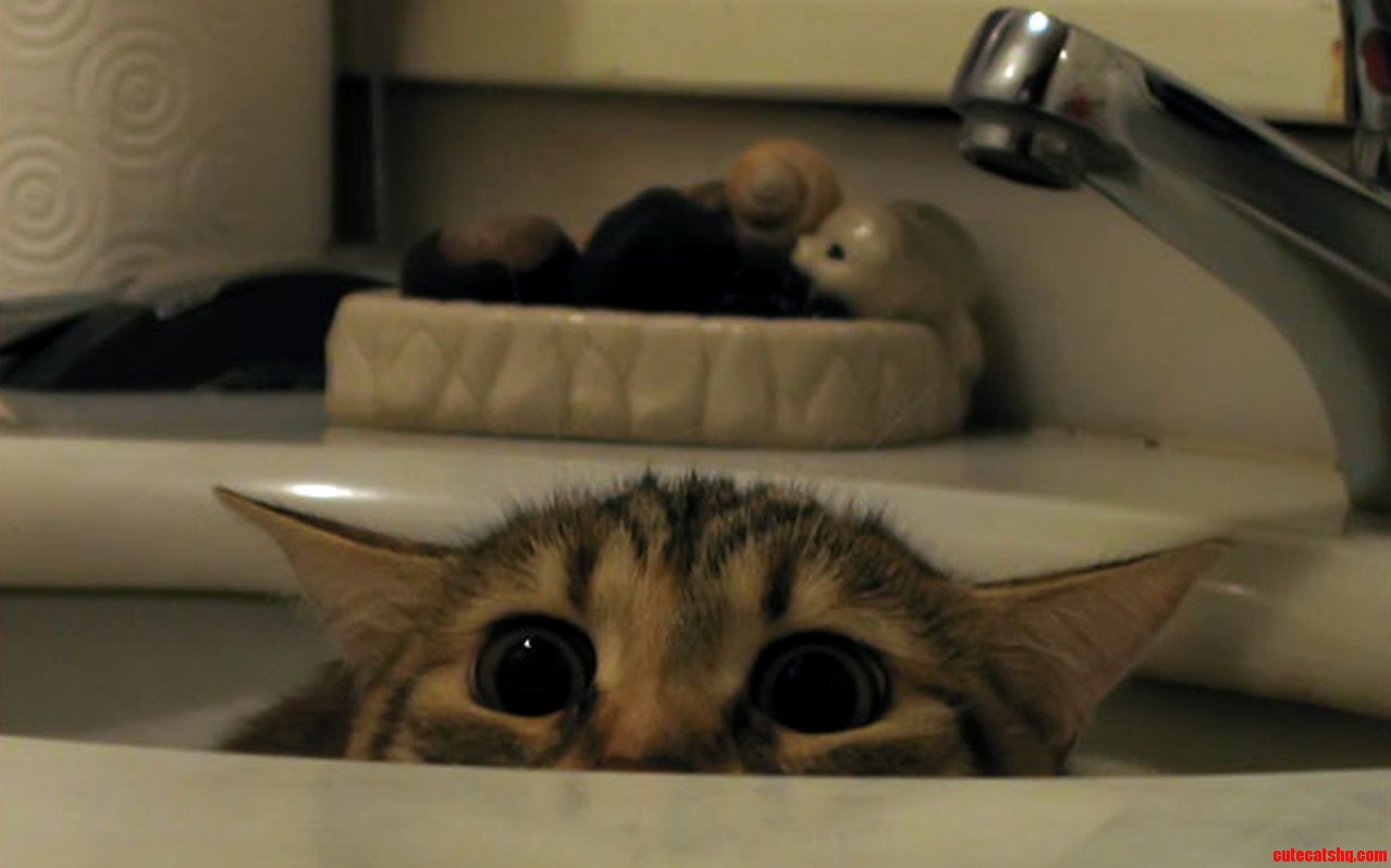 What Have You Done