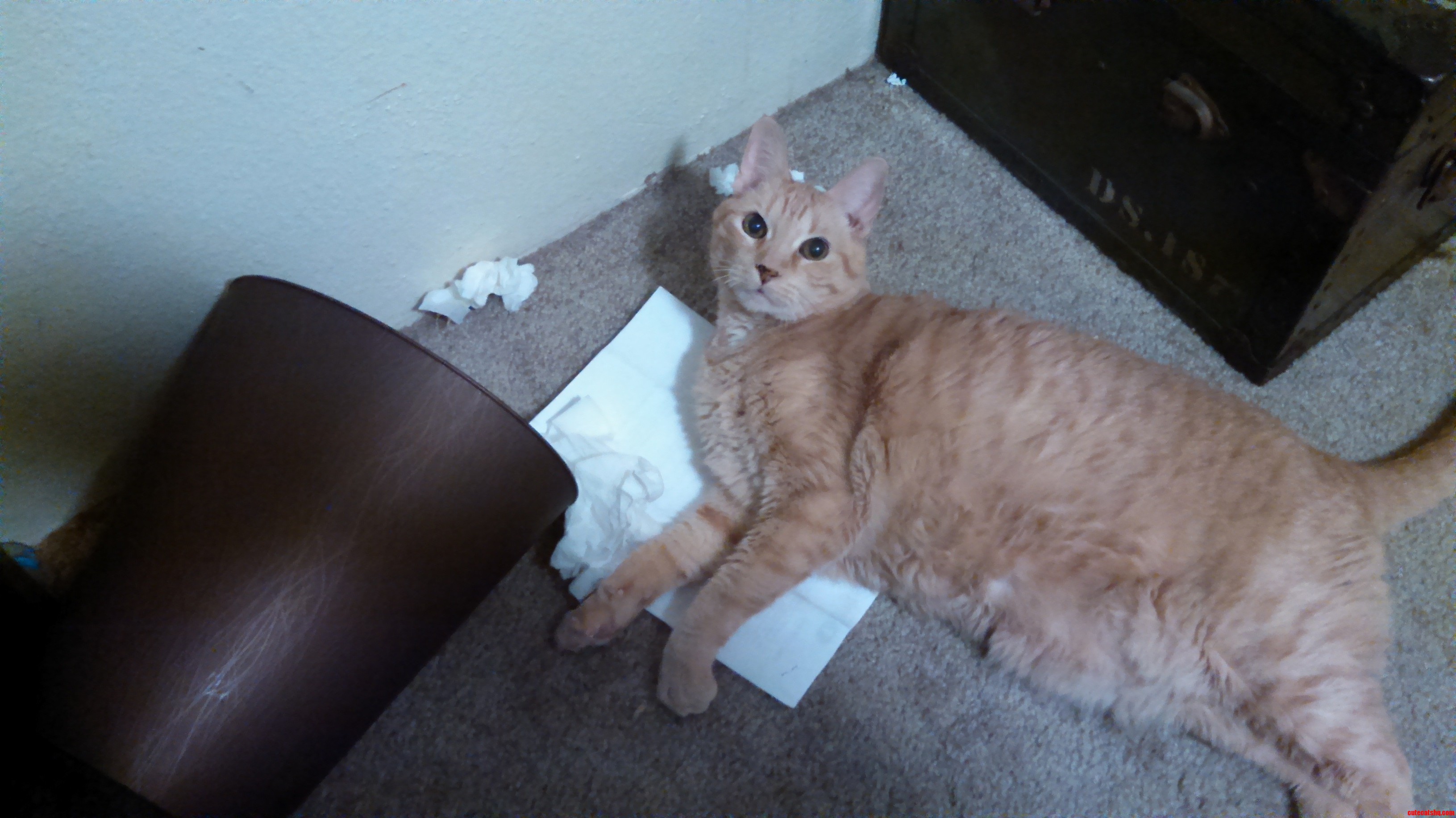 What Is This Guilt You Speak of