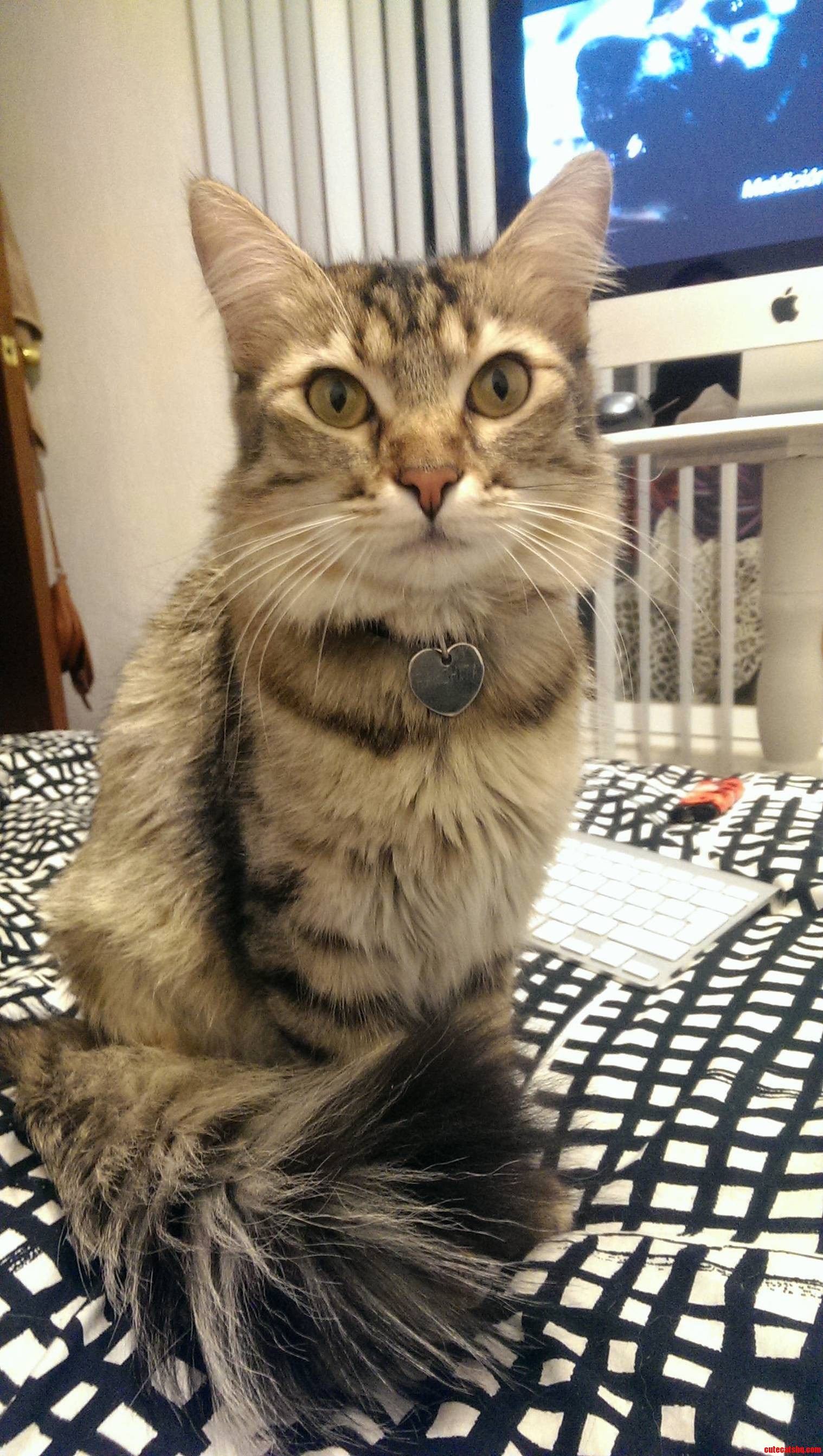 What Kind of Breed Is My Cat