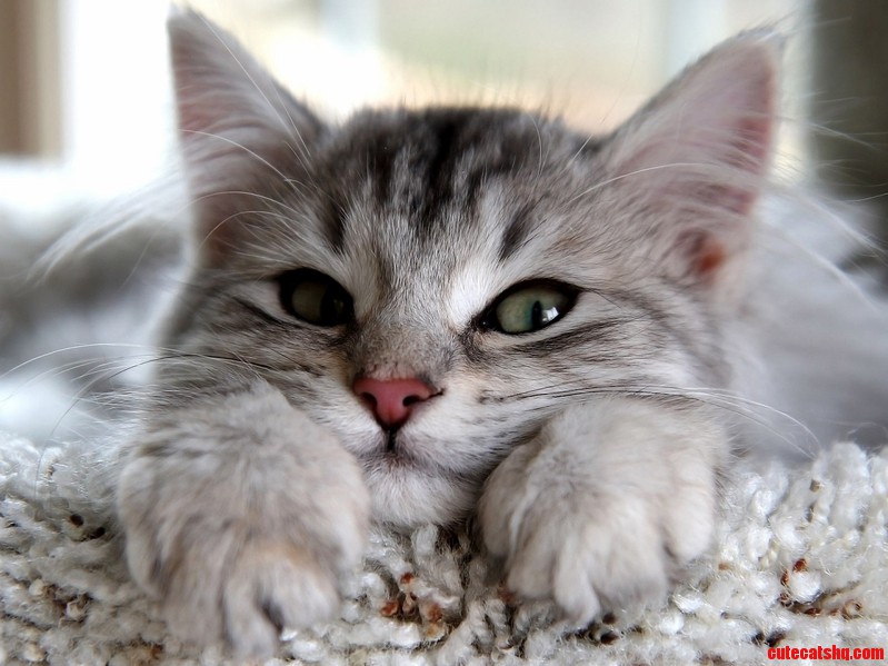 What Would This Cat Say